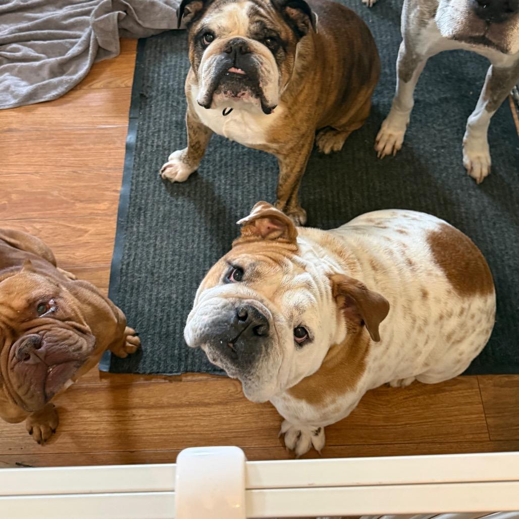 Enlarge Duke, a Adoptable English Bulldog in Huber Heights, OH image 3/5