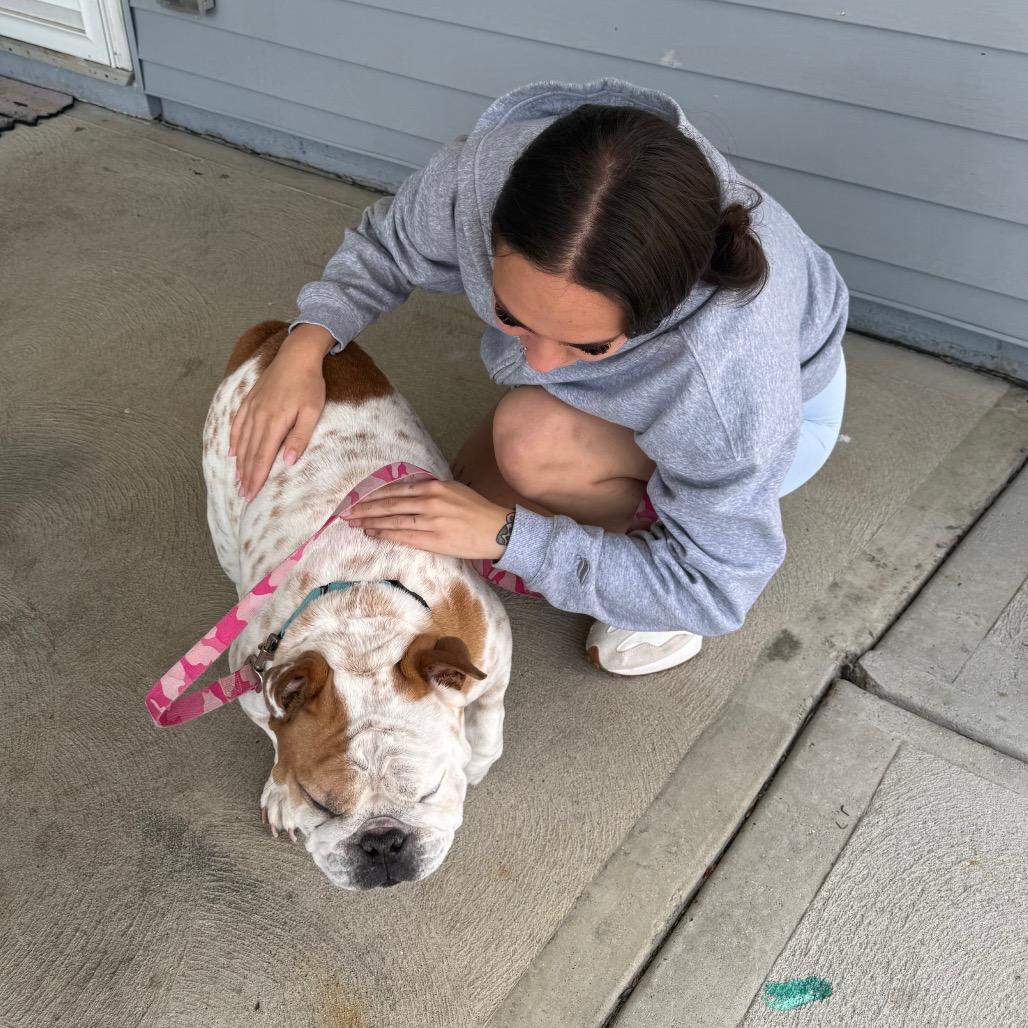 Enlarge Duke, a Adoptable English Bulldog in Huber Heights, OH image 4/5