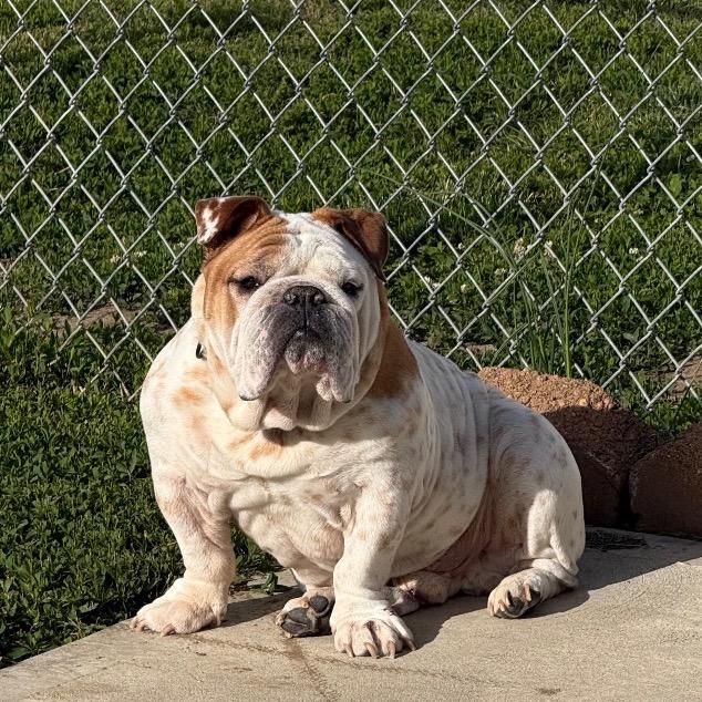 Enlarge Duke, a Adoptable English Bulldog in Huber Heights, OH image 5/5