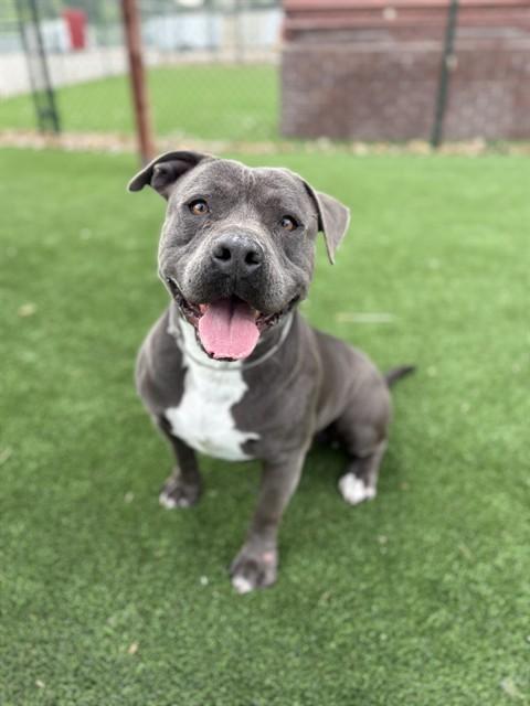 SUGAR, Adoptable, Adult Male American Bulldog & Mixed Breed.