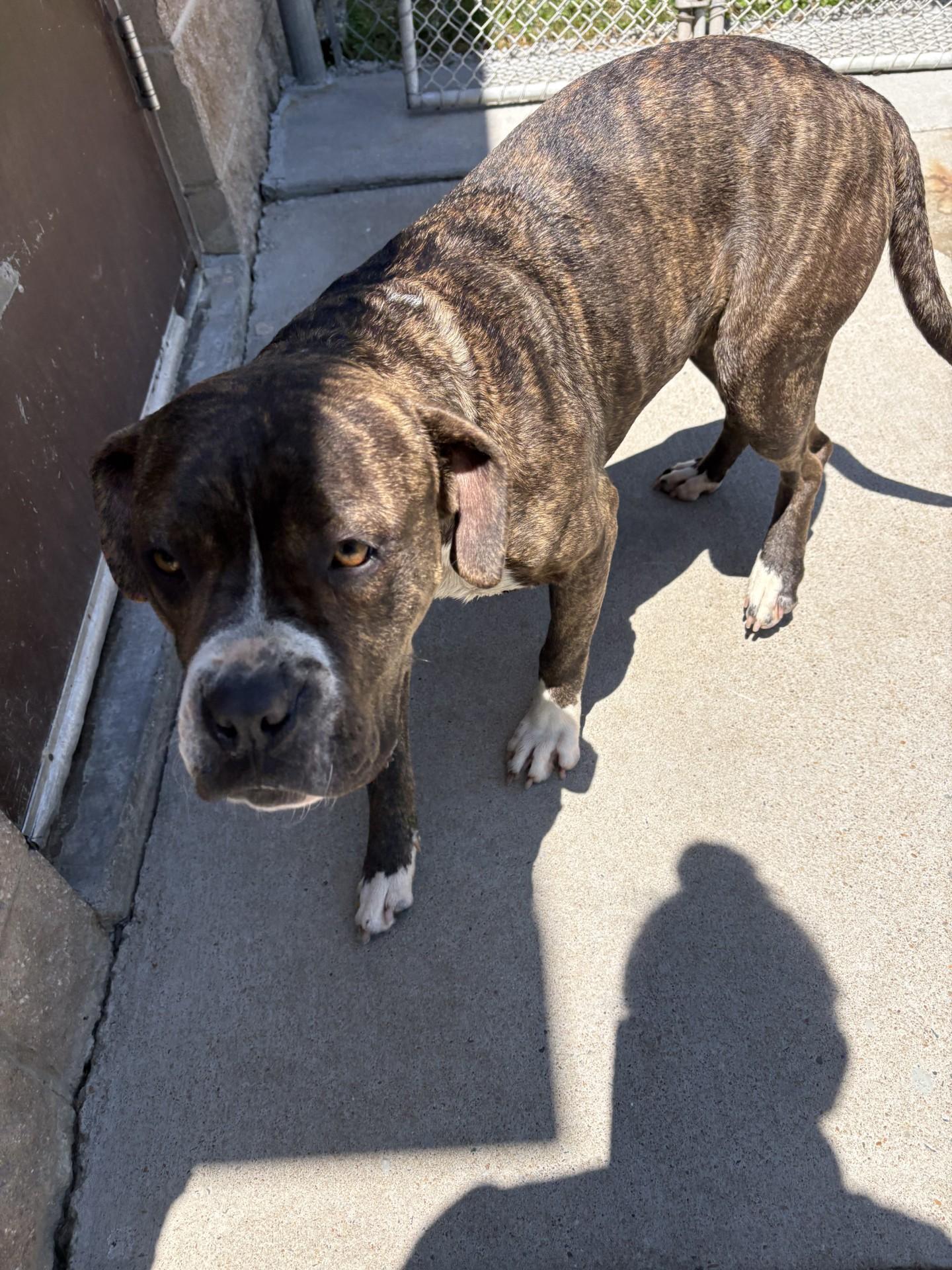Malibu, a ADOPTABLE mixed breed in Ashland, VA image 1/3