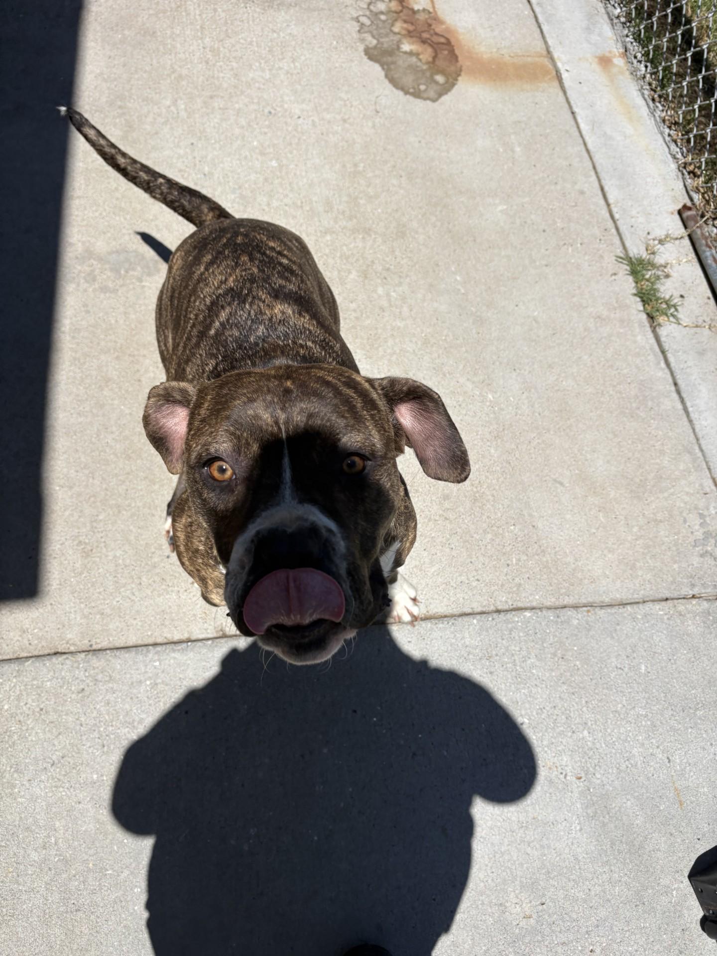 Malibu, a ADOPTABLE mixed breed in Ashland, VA image 3/3
