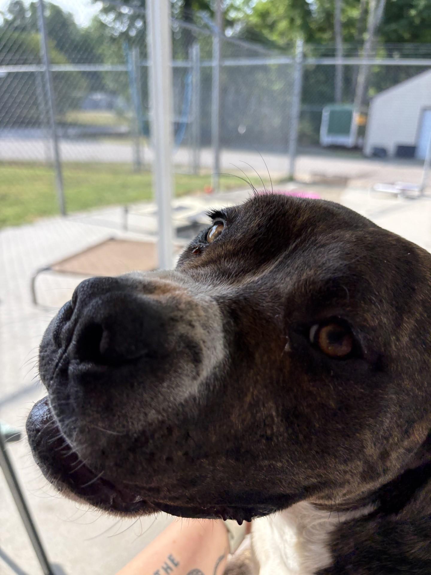 Malibu, a ADOPTABLE mixed breed in Ashland, VA image 6/6