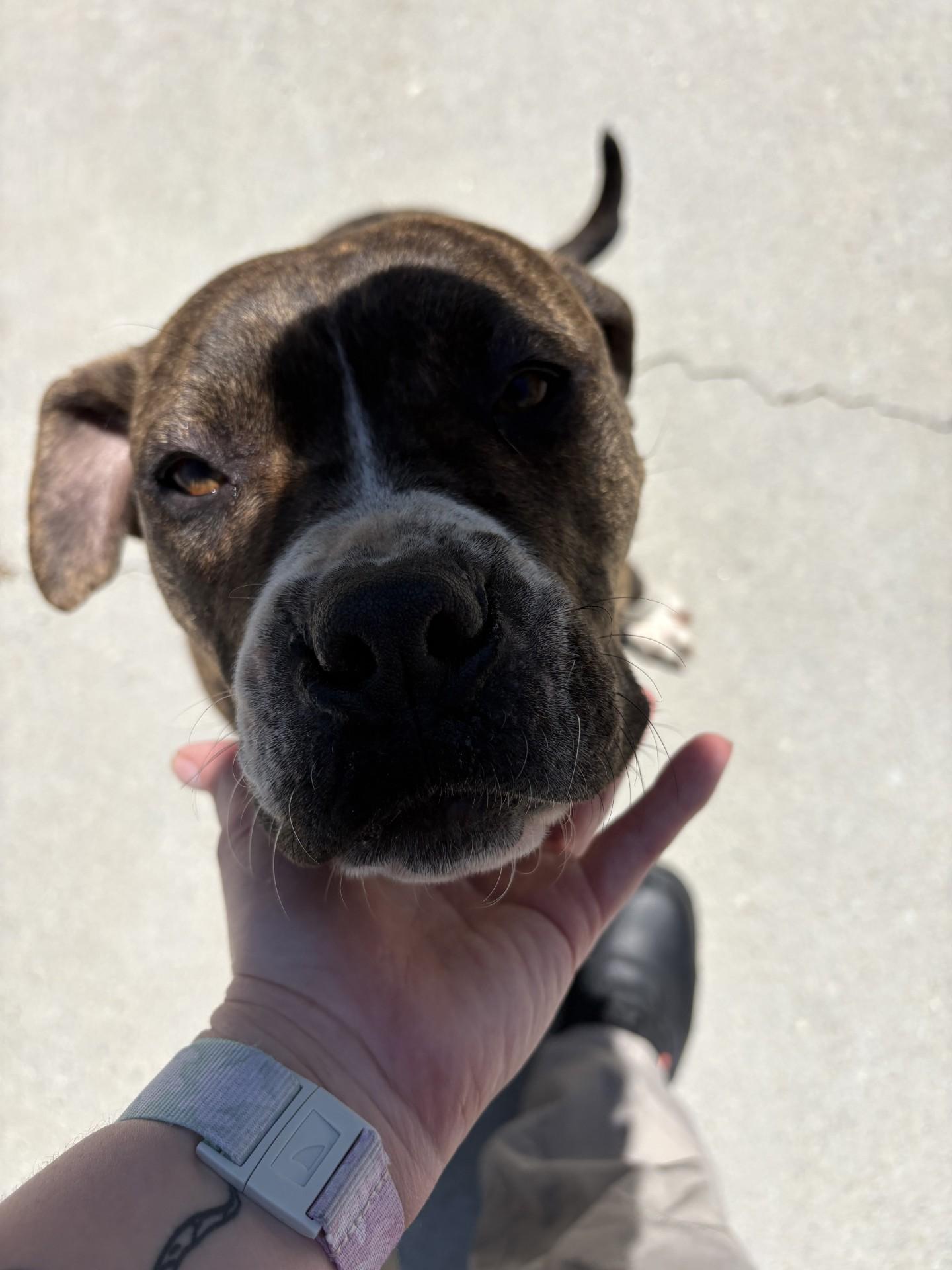 Malibu, a ADOPTABLE mixed breed in Ashland, VA image 2/3