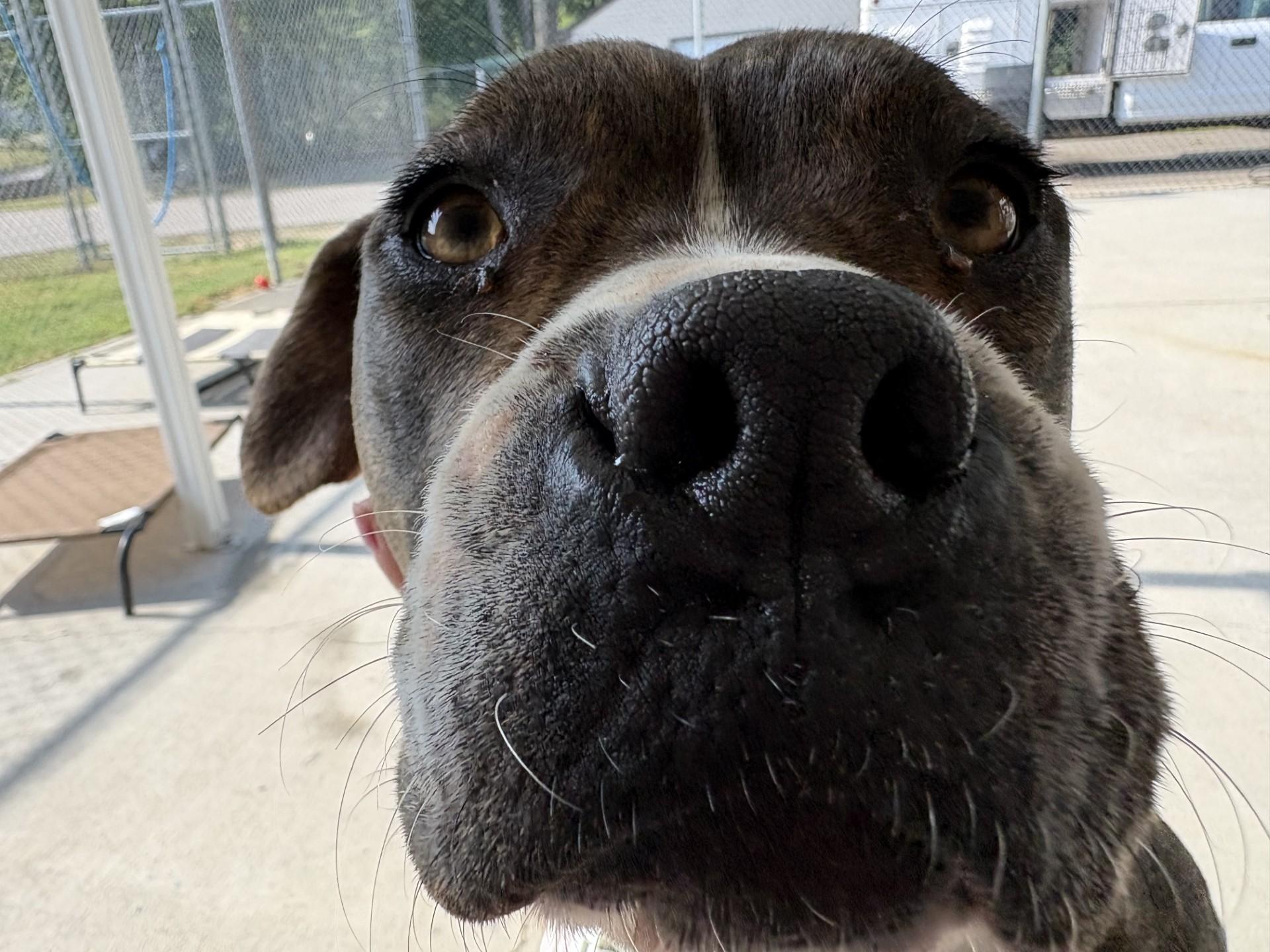 Malibu, a ADOPTABLE mixed breed in Ashland, VA image 2/6