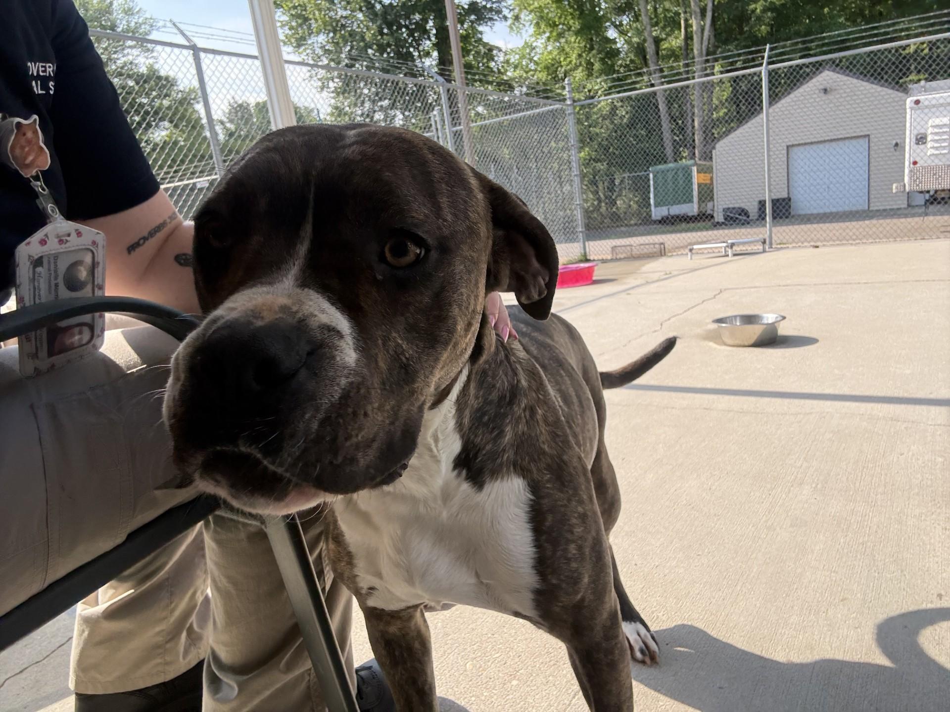 Malibu, ADOPTABLE, Young Female Boxer & Pit Bull Terrier.