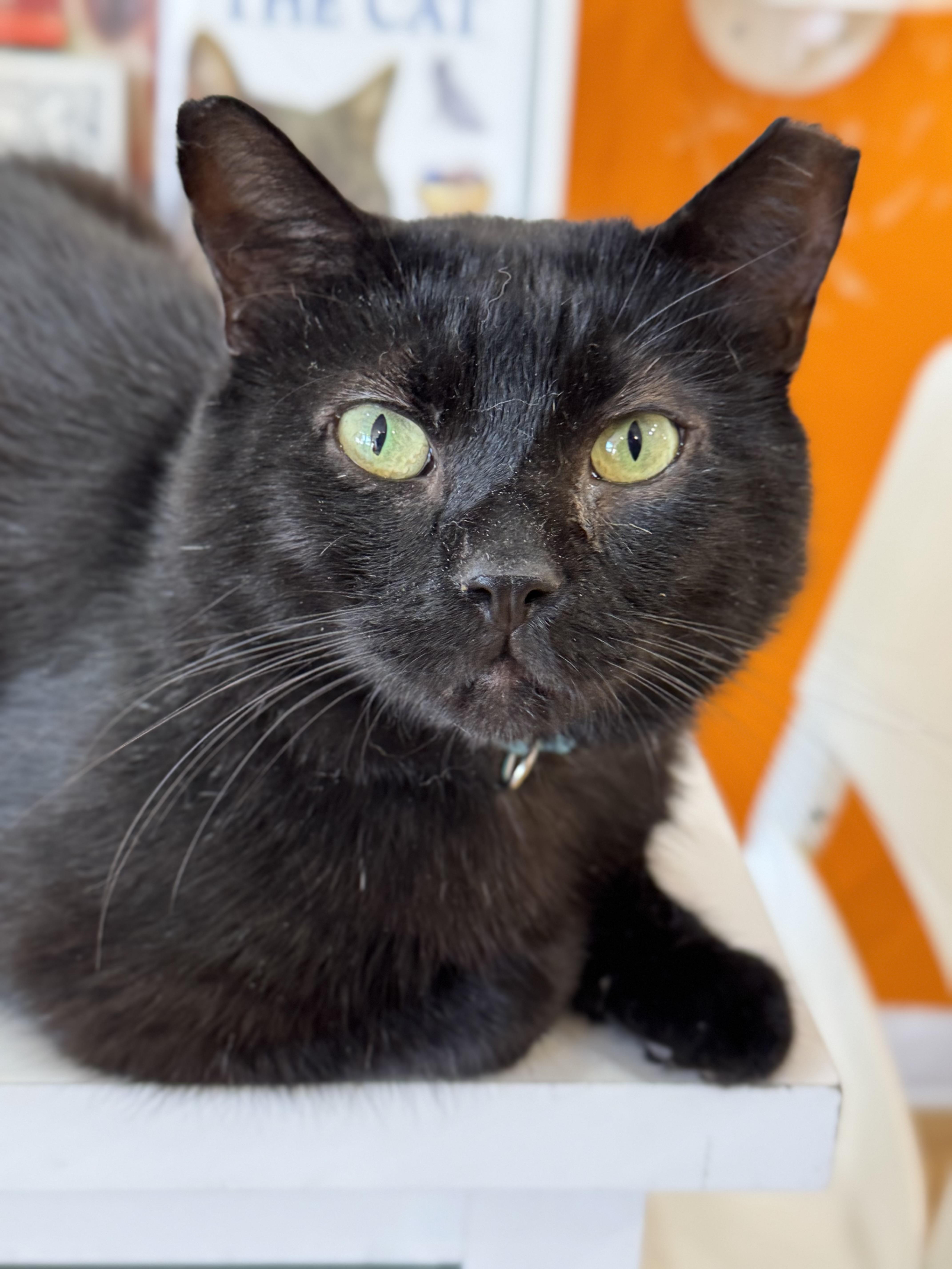 Midnight, adoptable, Adult Male Domestic Short Hair.