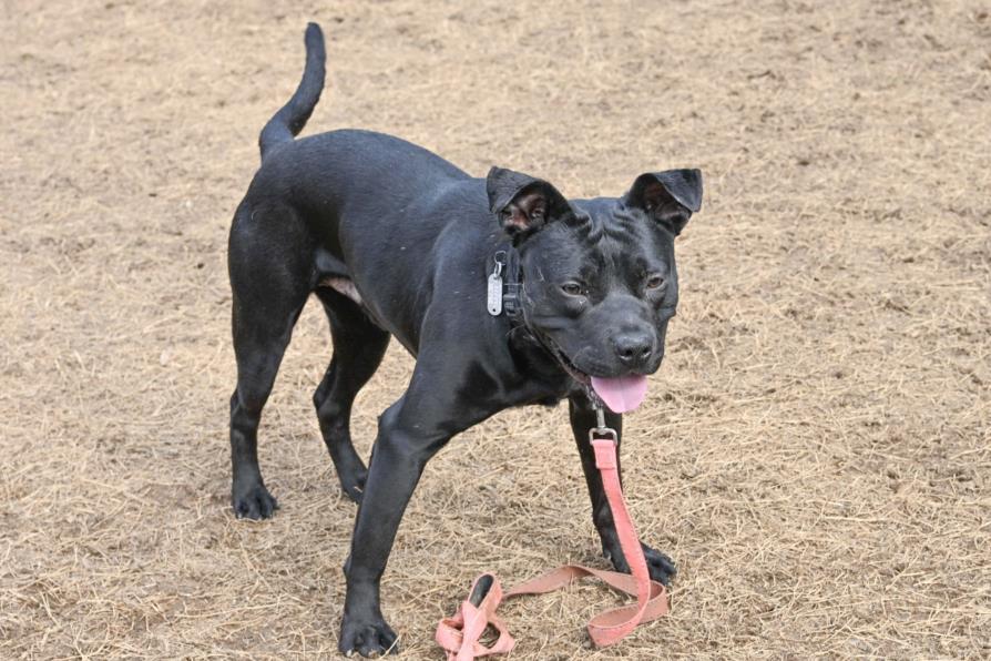 Enlarge LITTLE MAN, a Adoptable mixed breed in Chapel Hill, NC image 1/1