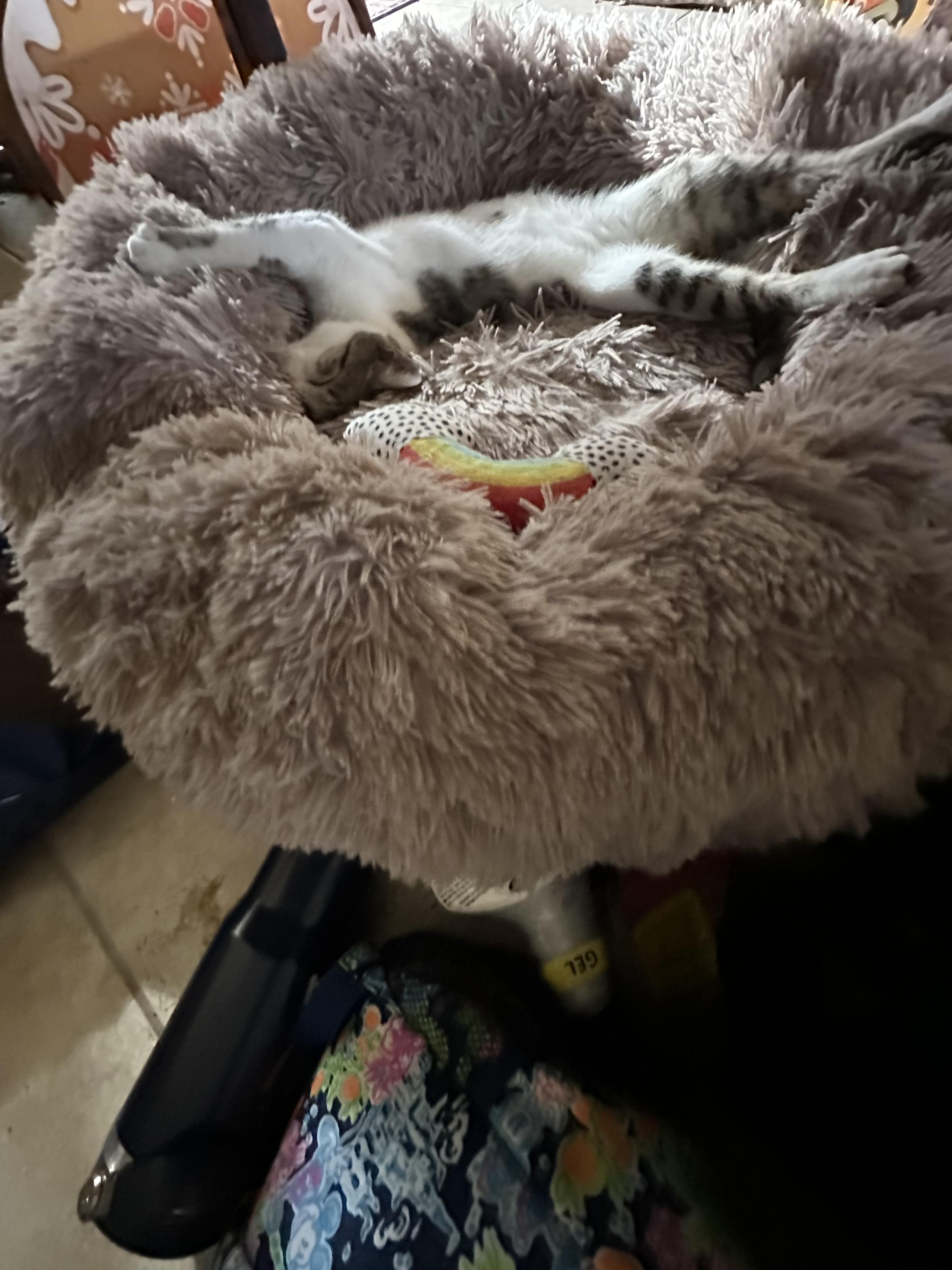 Enlarge Rhodey, a Adoptable American Shorthair in Maitland, FL image 1/4