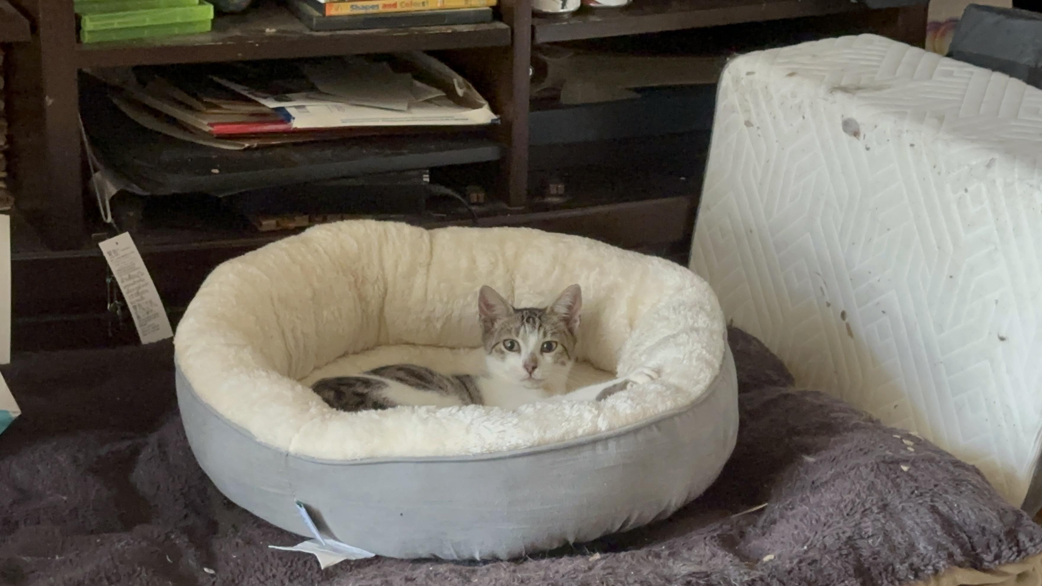 Enlarge Rhodey, a Adoptable American Shorthair in Maitland, FL image 2/4