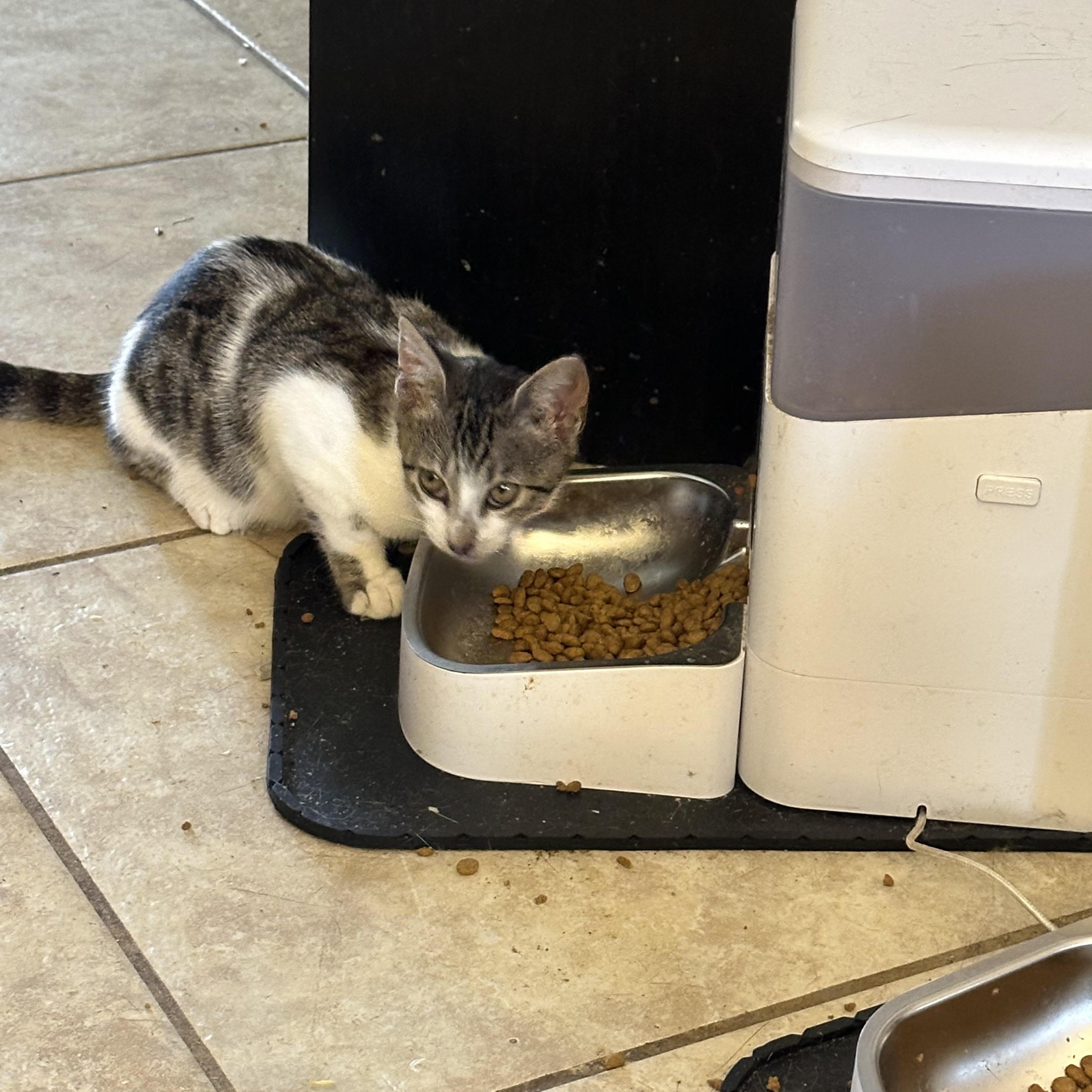 Enlarge Rhodey, a Adoptable American Shorthair in Maitland, FL image 3/4