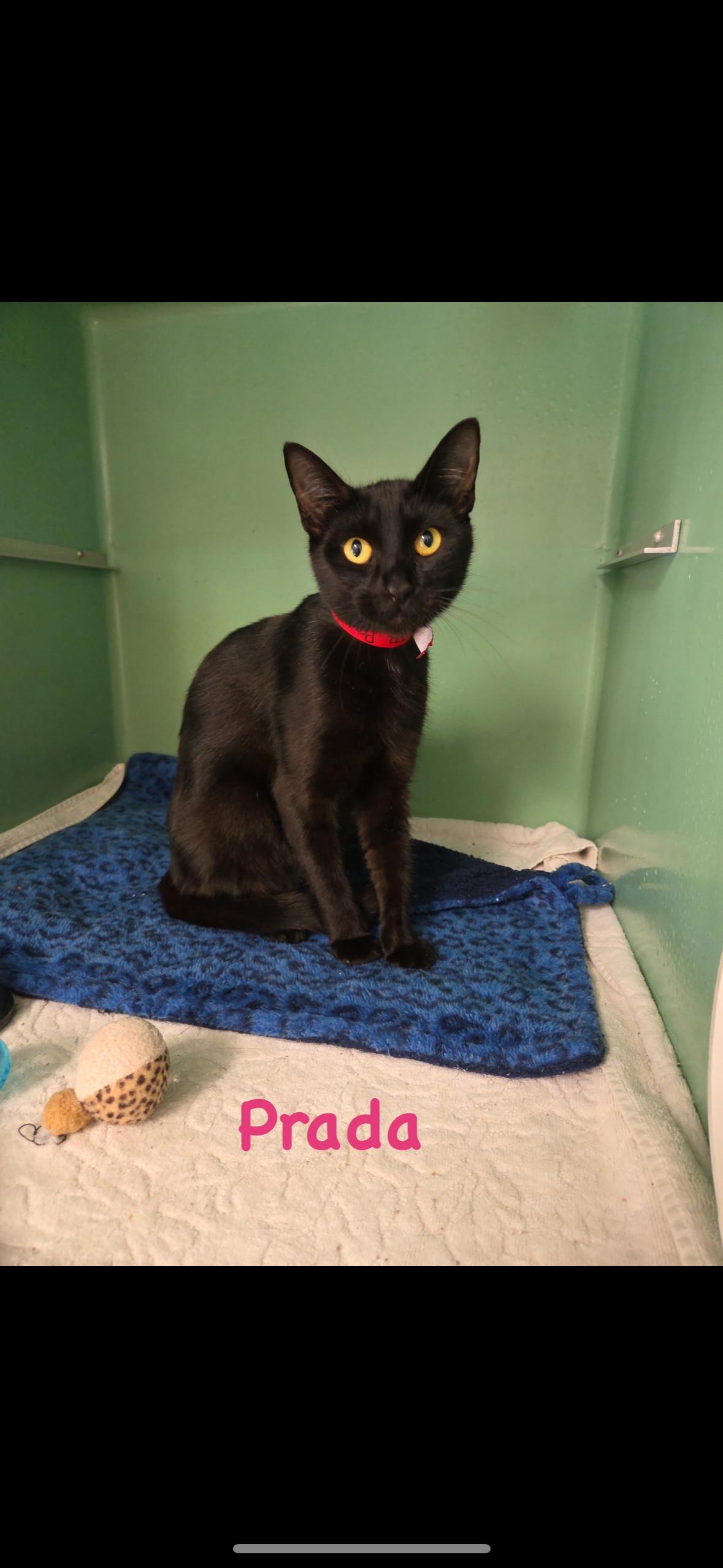 Prada, an adoptable Domestic Short Hair in Crescent City, CA, 95531 | Photo Image 3