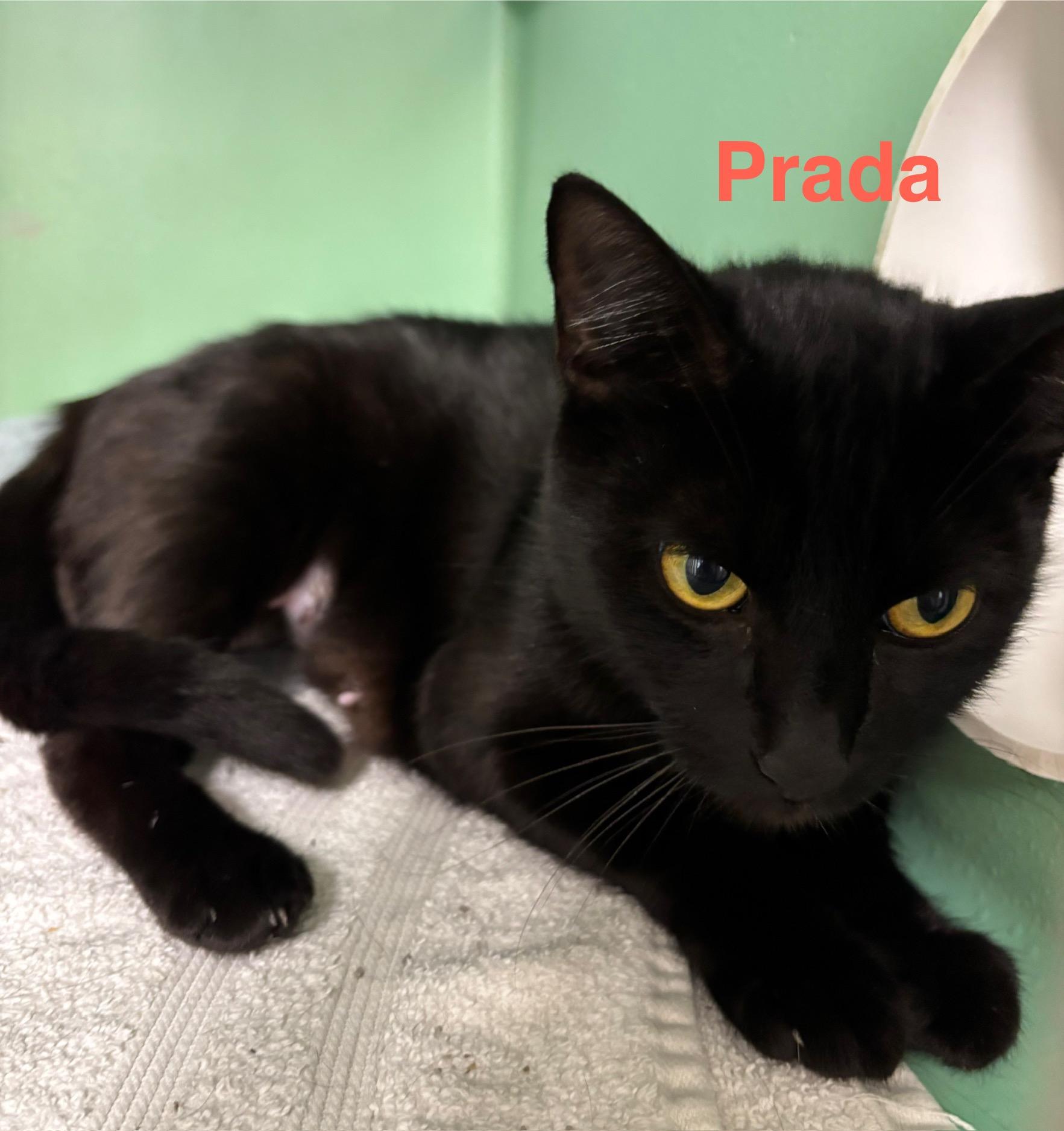 Prada