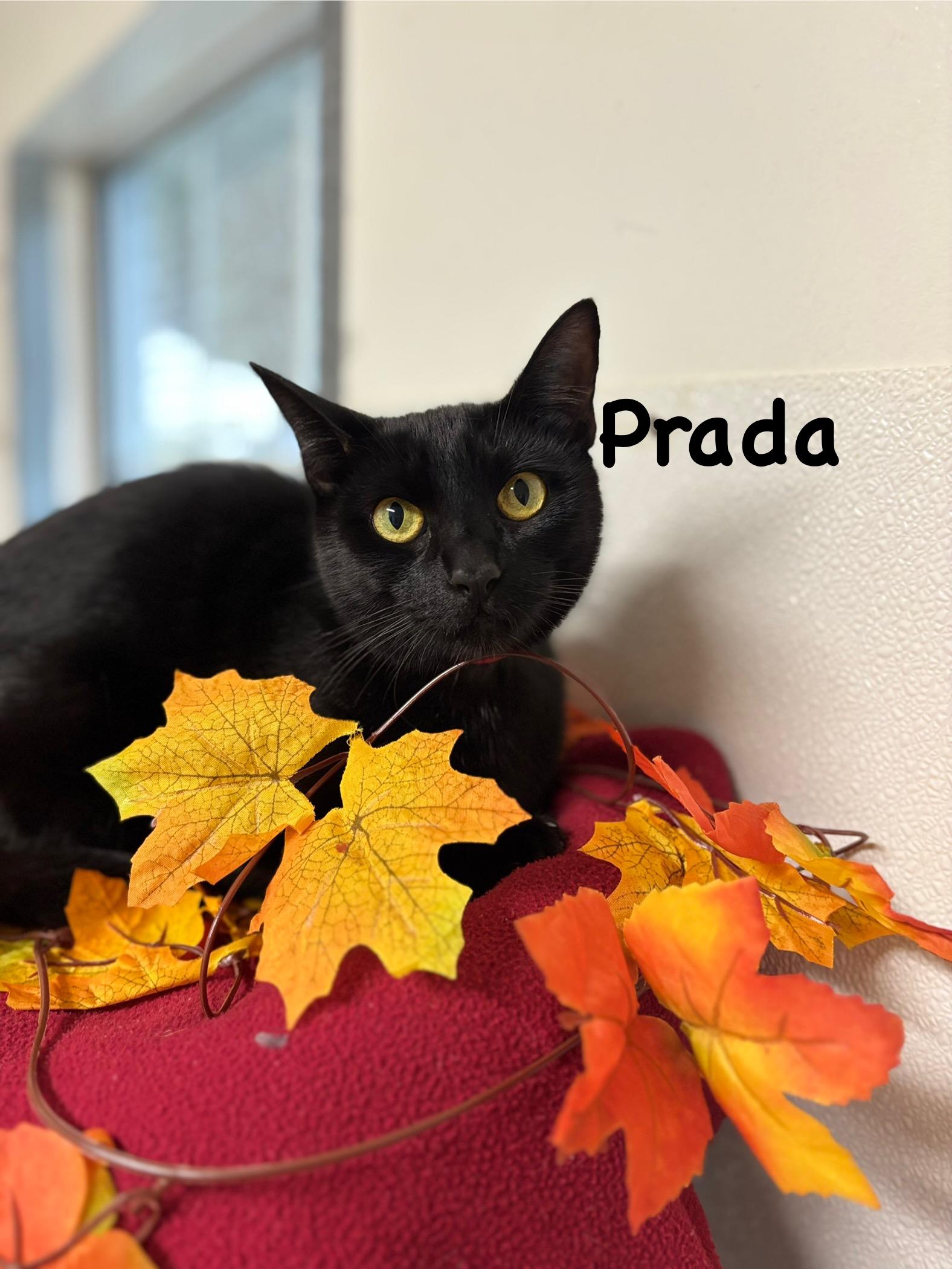 Prada, an adoptable Domestic Short Hair in Crescent City, CA, 95531 | Photo Image 1