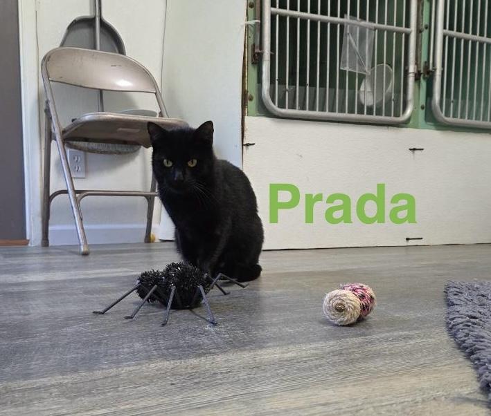 Prada, an adoptable Domestic Short Hair in Crescent City, CA, 95531 | Photo Image 1