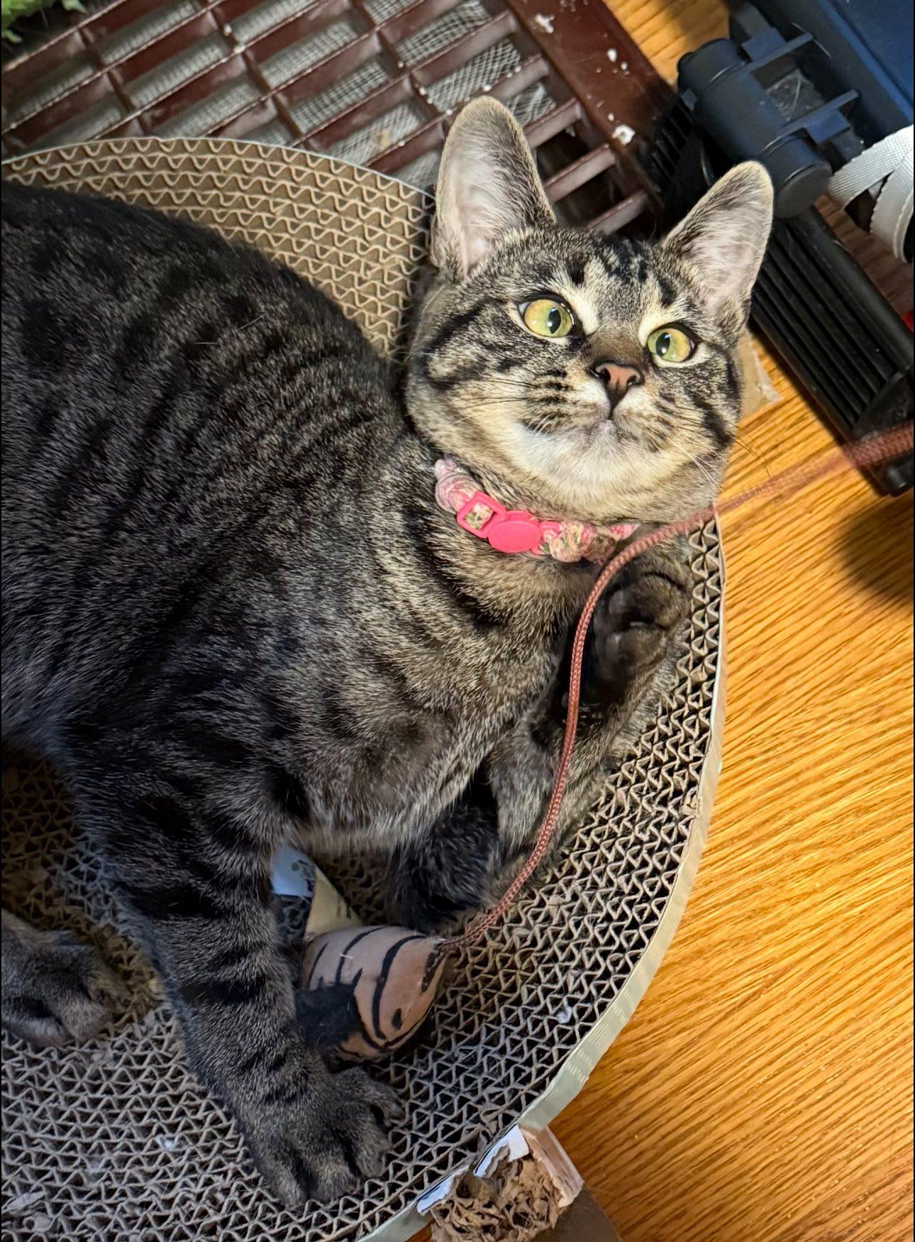 Helen, Adoptable, Young Female Tabby.