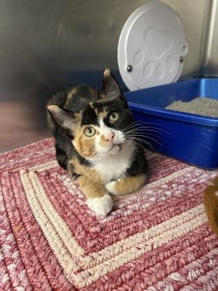 Beanie, Adoptable, Kitten Female Domestic Short Hair & Domestic Short Hair.