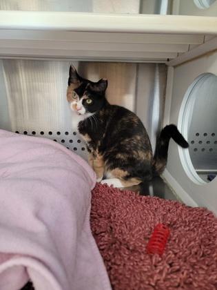 Beanie, Adoptable, Kitten Female Domestic Short Hair & Domestic Short Hair.
