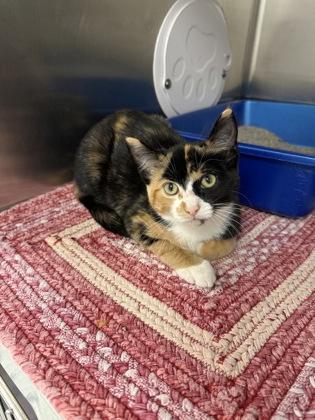 Enlarge Beanie, a Adoptable mixed breed in Fergus Falls, MN image 2/2