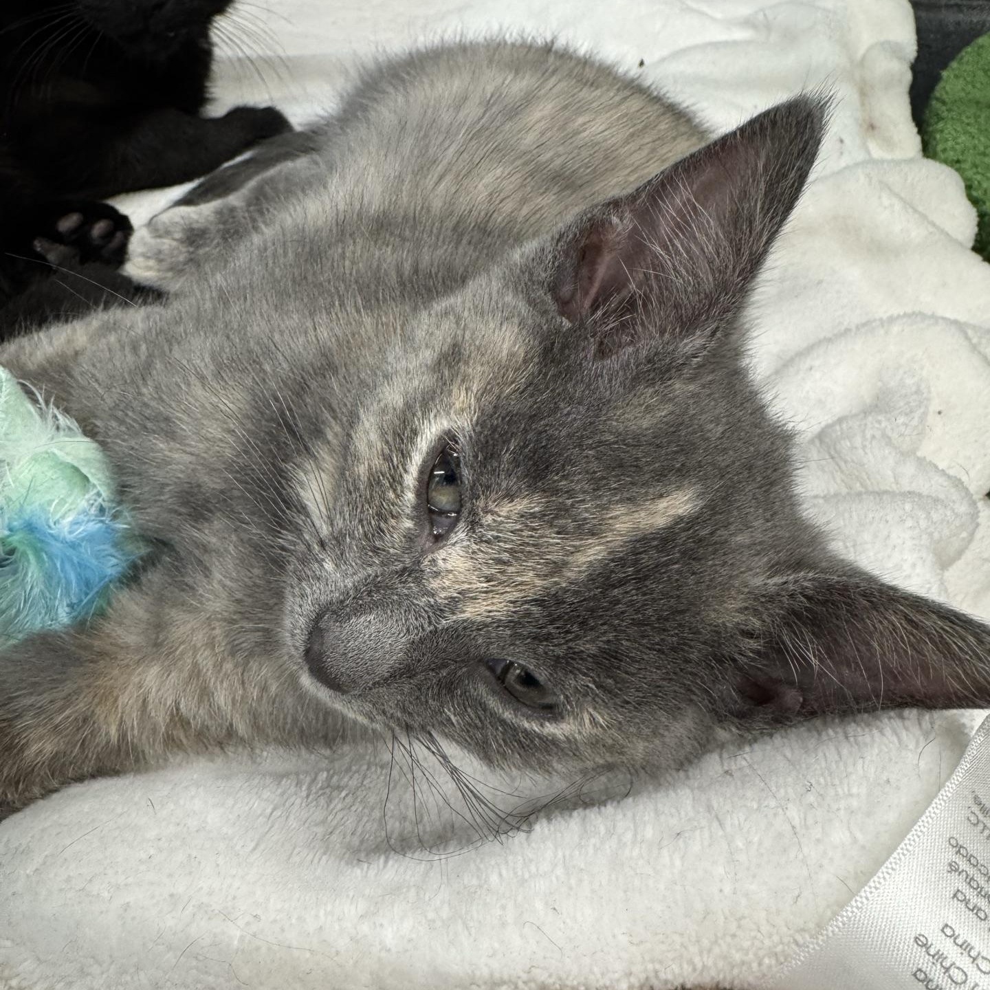 Mari, Adoptable, Kitten Female Domestic Short Hair.