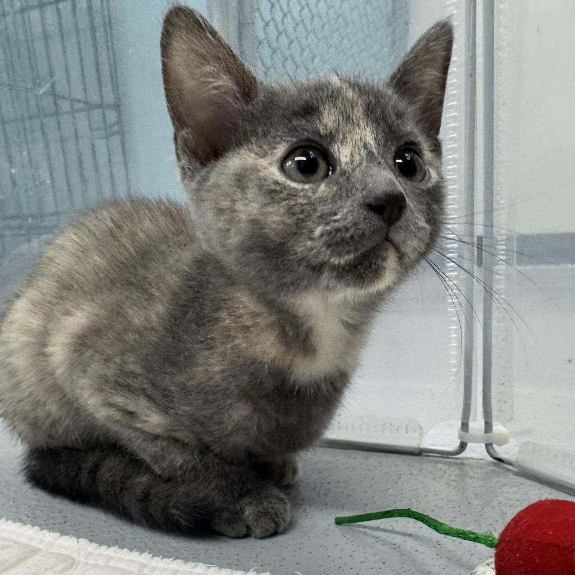 Enlarge Mari, a Adoptable Domestic Short Hair in Morris, MN image 4/4