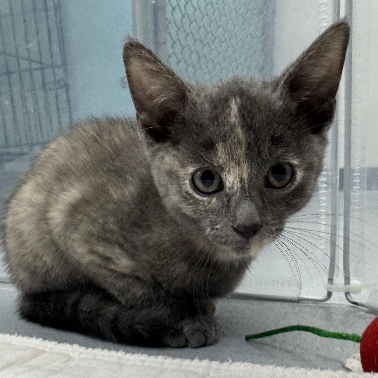 Enlarge Mari, a Adoptable Domestic Short Hair in Morris, MN image 2/4
