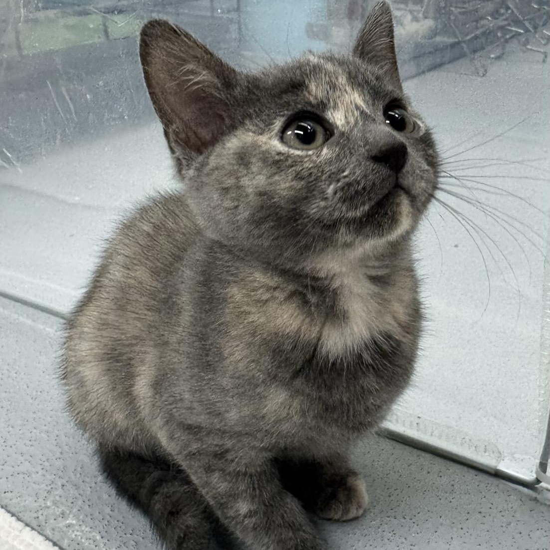 Mari, Adoptable, Kitten Female Domestic Short Hair.