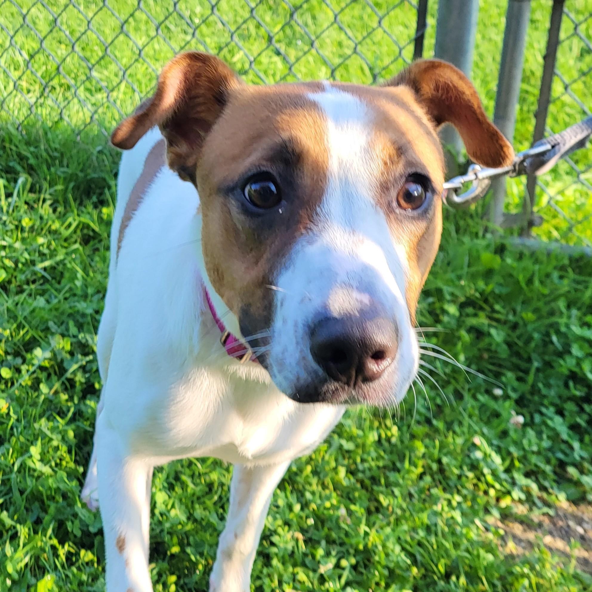 Enlarge Digit, a Adoptable mixed breed in Grayslake, IL image 3/4