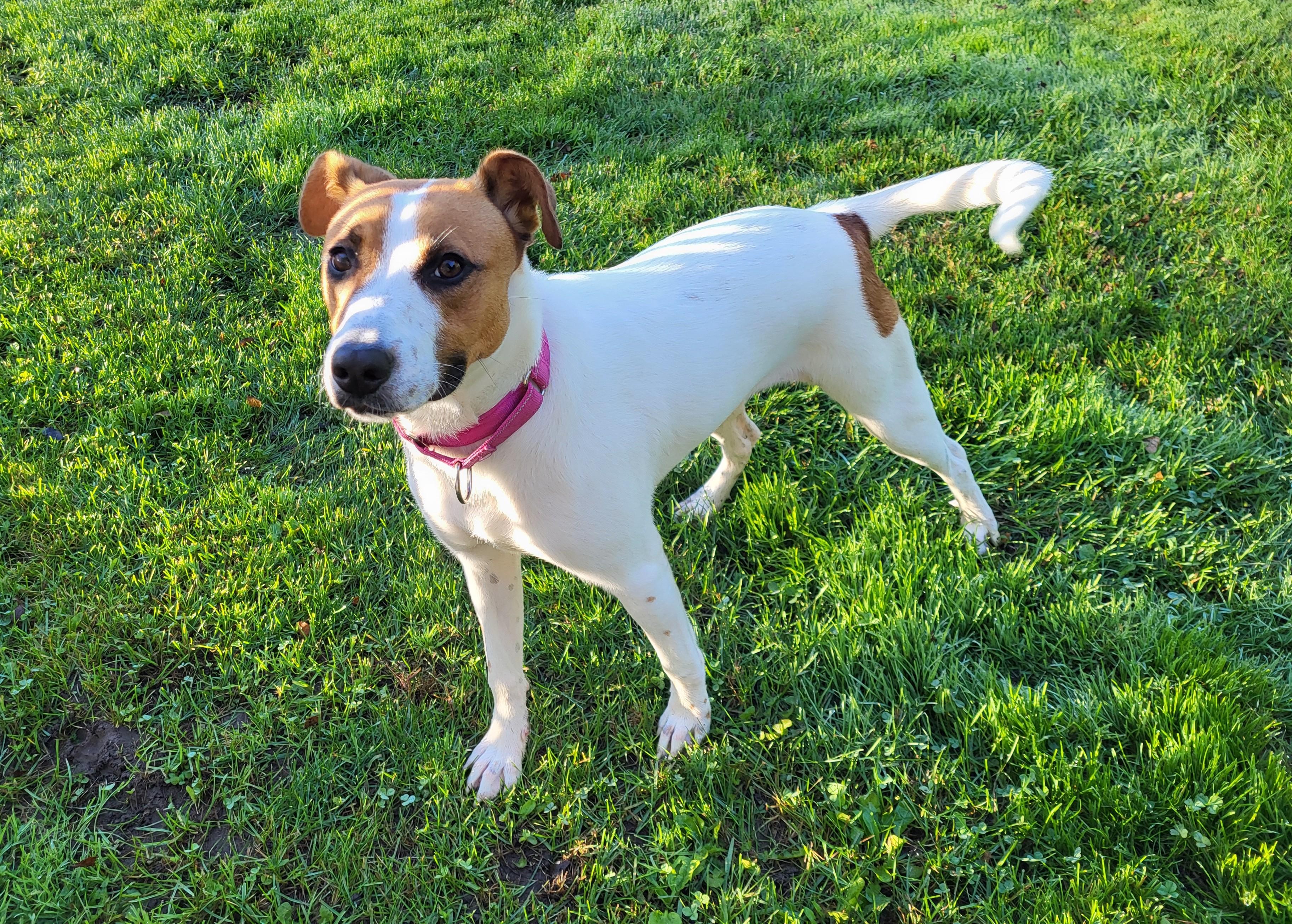 Enlarge Digit, a Adoptable mixed breed in Grayslake, IL image 4/4