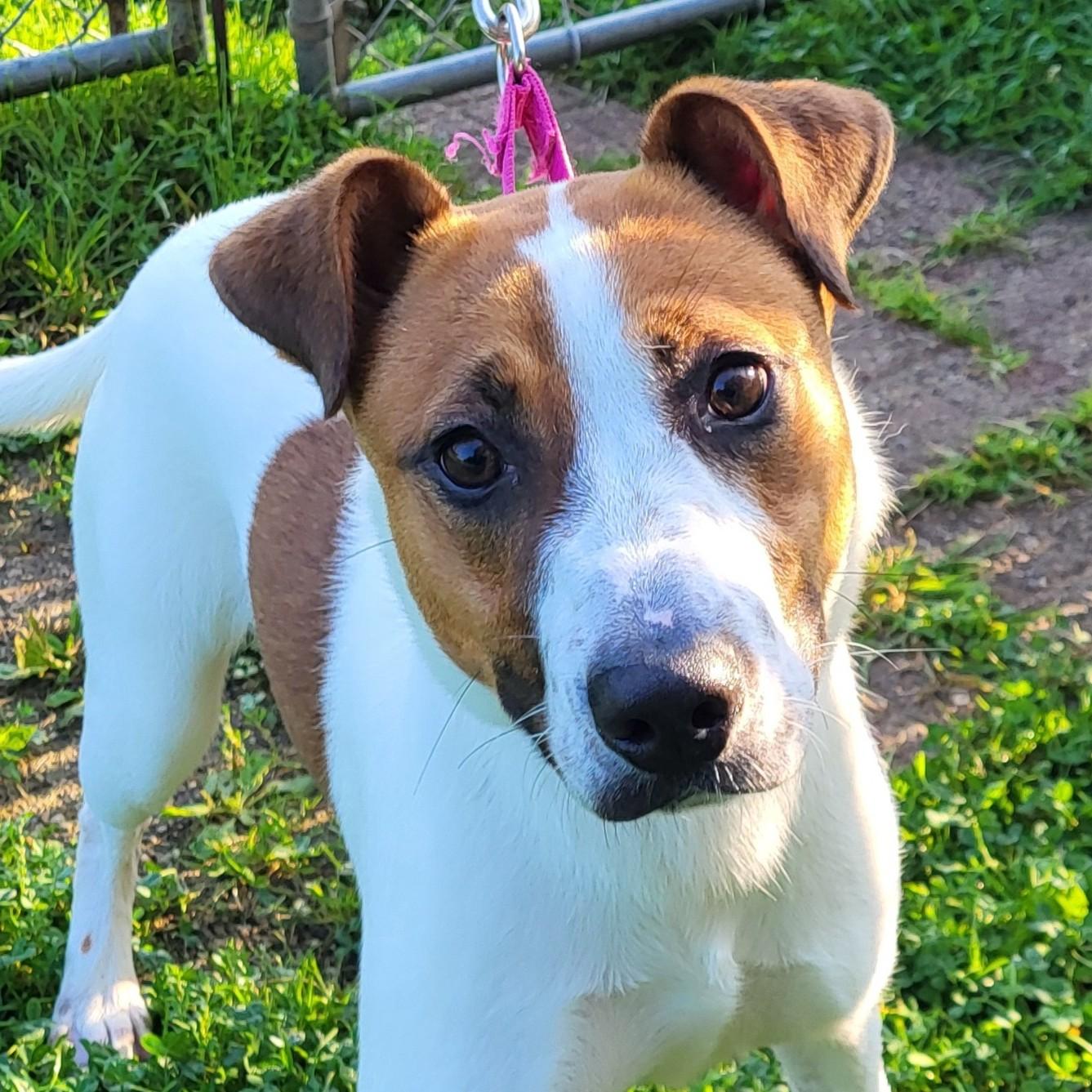 Enlarge Digit, a Adoptable mixed breed in Grayslake, IL image 2/4