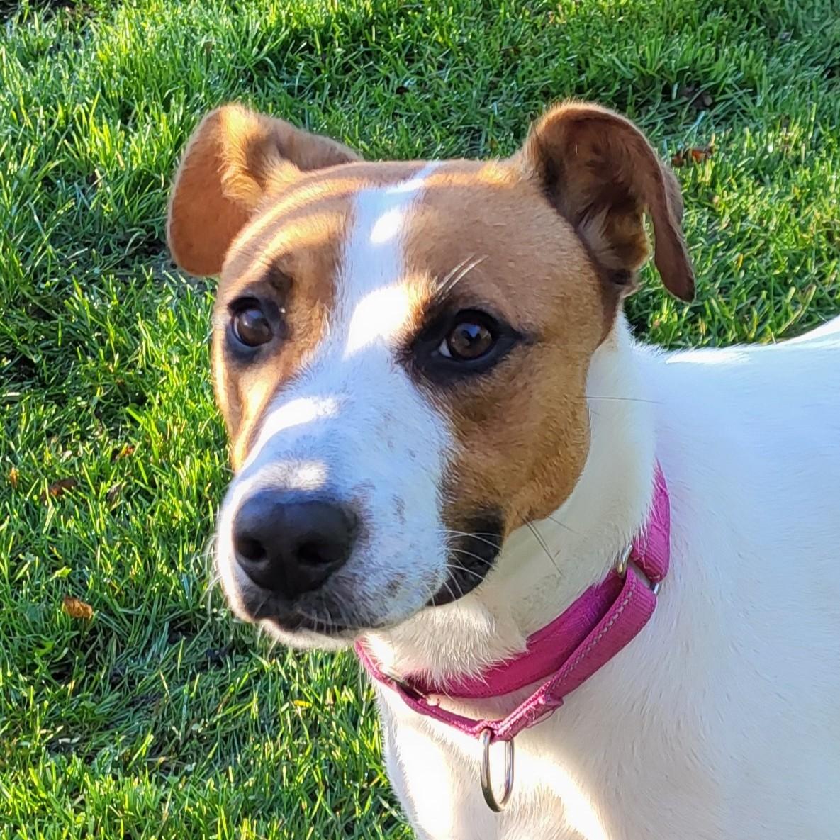 Digit, Adoptable, Puppy Female Hound & Shepherd.