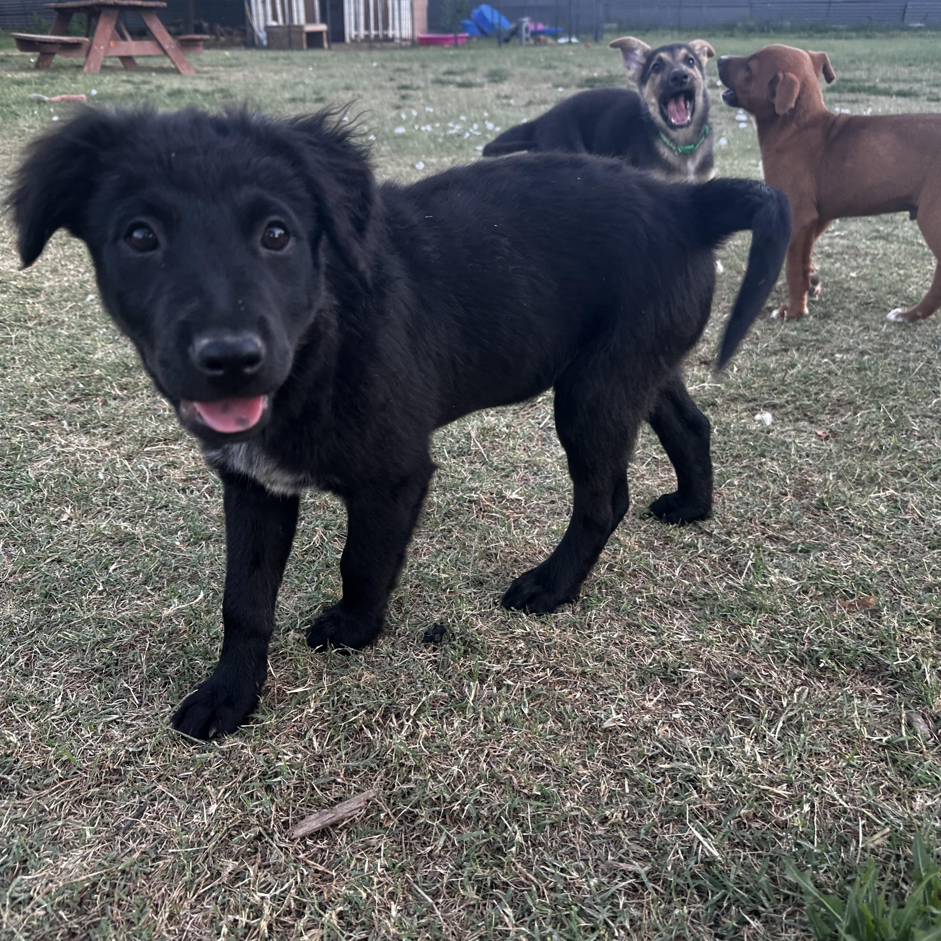 Enlarge Bean, a ADOPTABLE mixed breed in Gilbert, AZ image 4/6