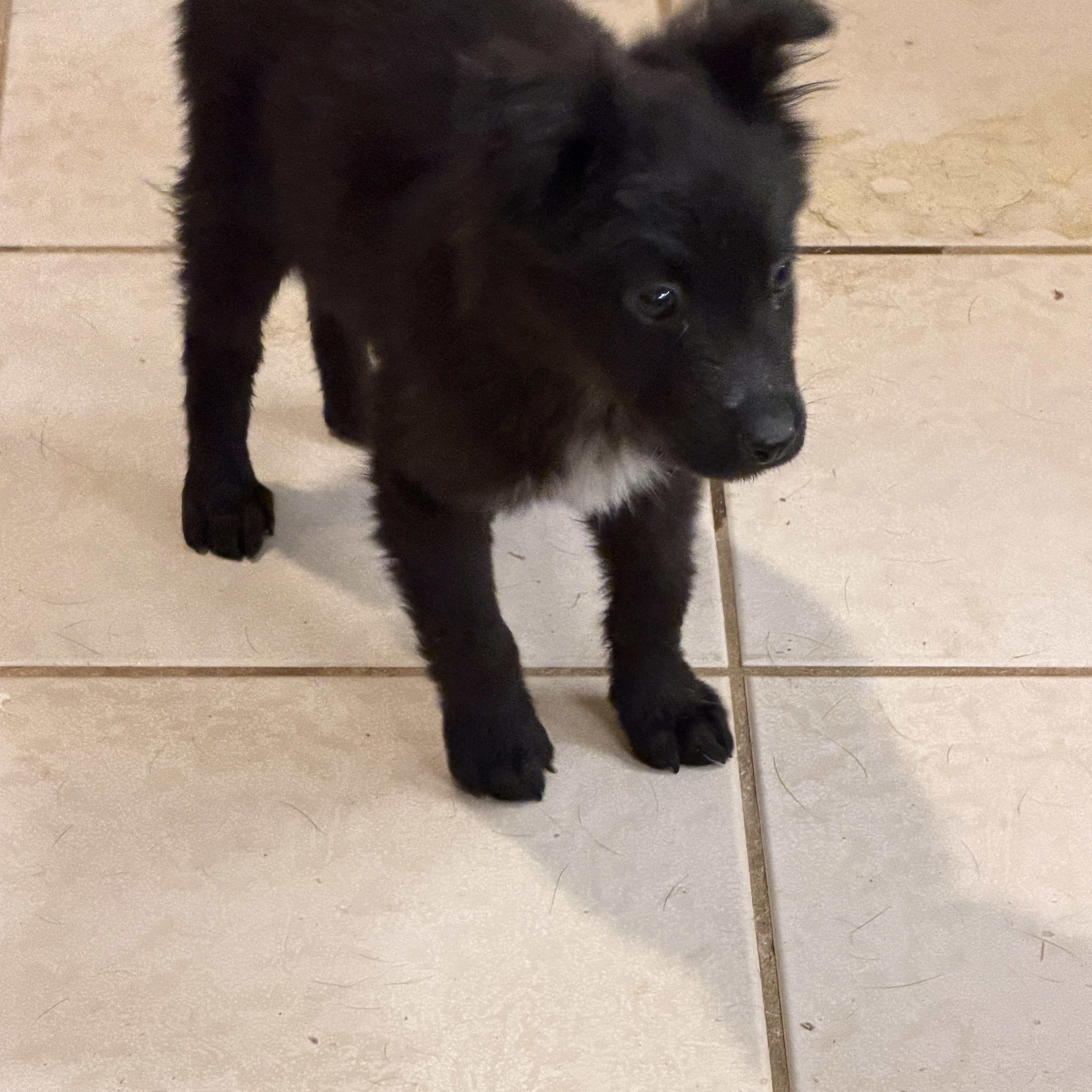 Enlarge Bean, a ADOPTABLE mixed breed in Gilbert, AZ image 5/5