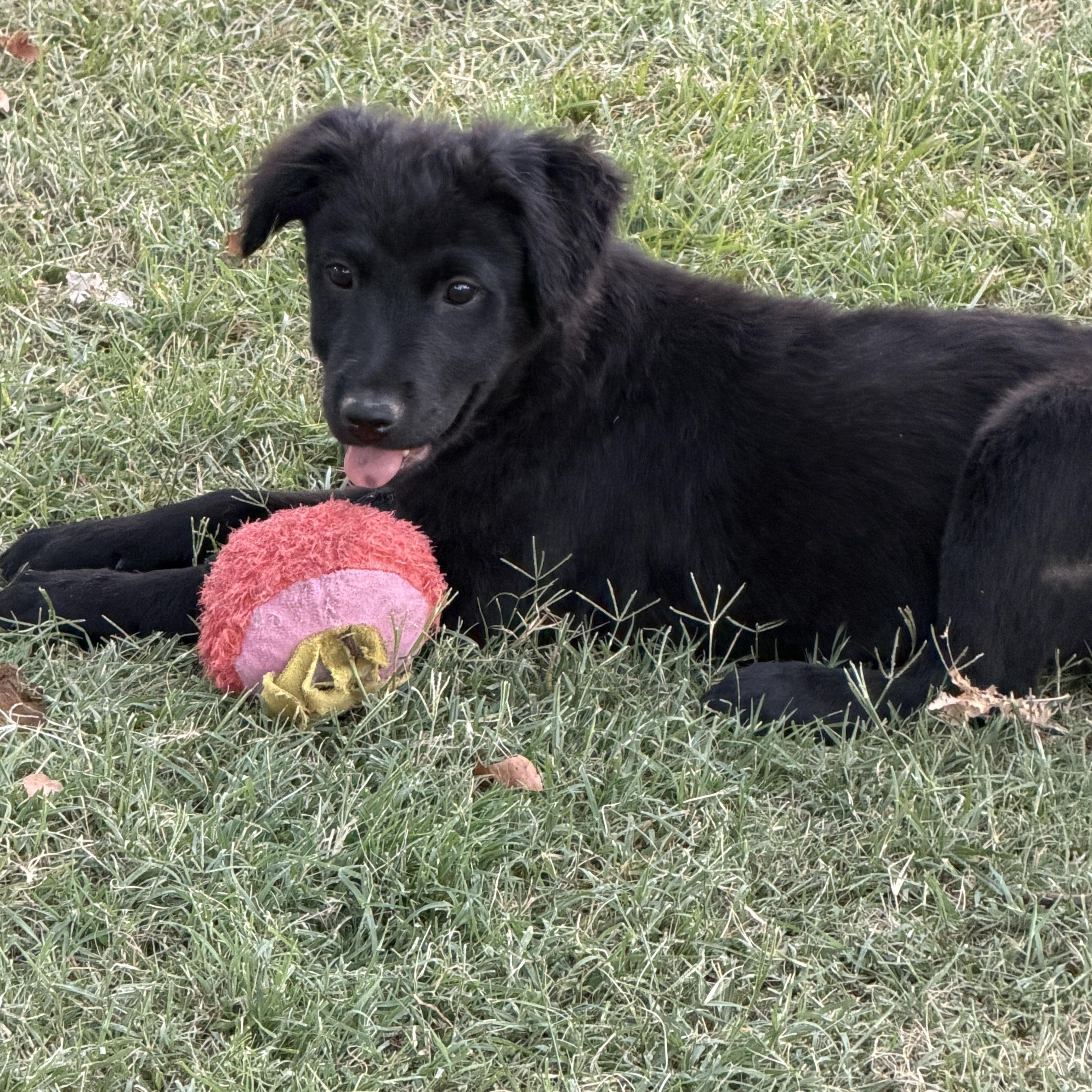 Bean, ADOPTABLE, Puppy Male Black Labrador Retriever & Flat-Coated Retriever.