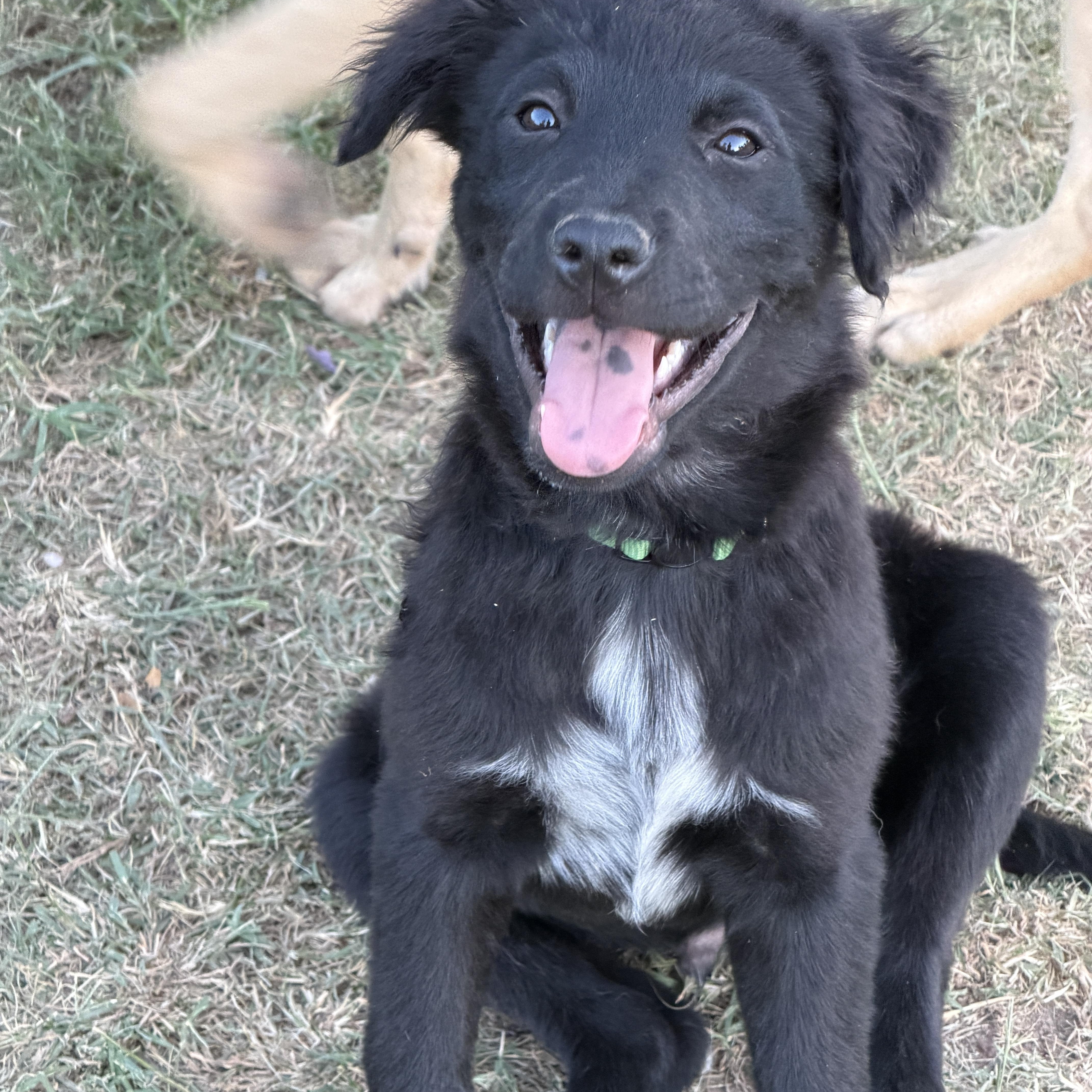 Enlarge Bean, a ADOPTABLE mixed breed in Gilbert, AZ image 5/6