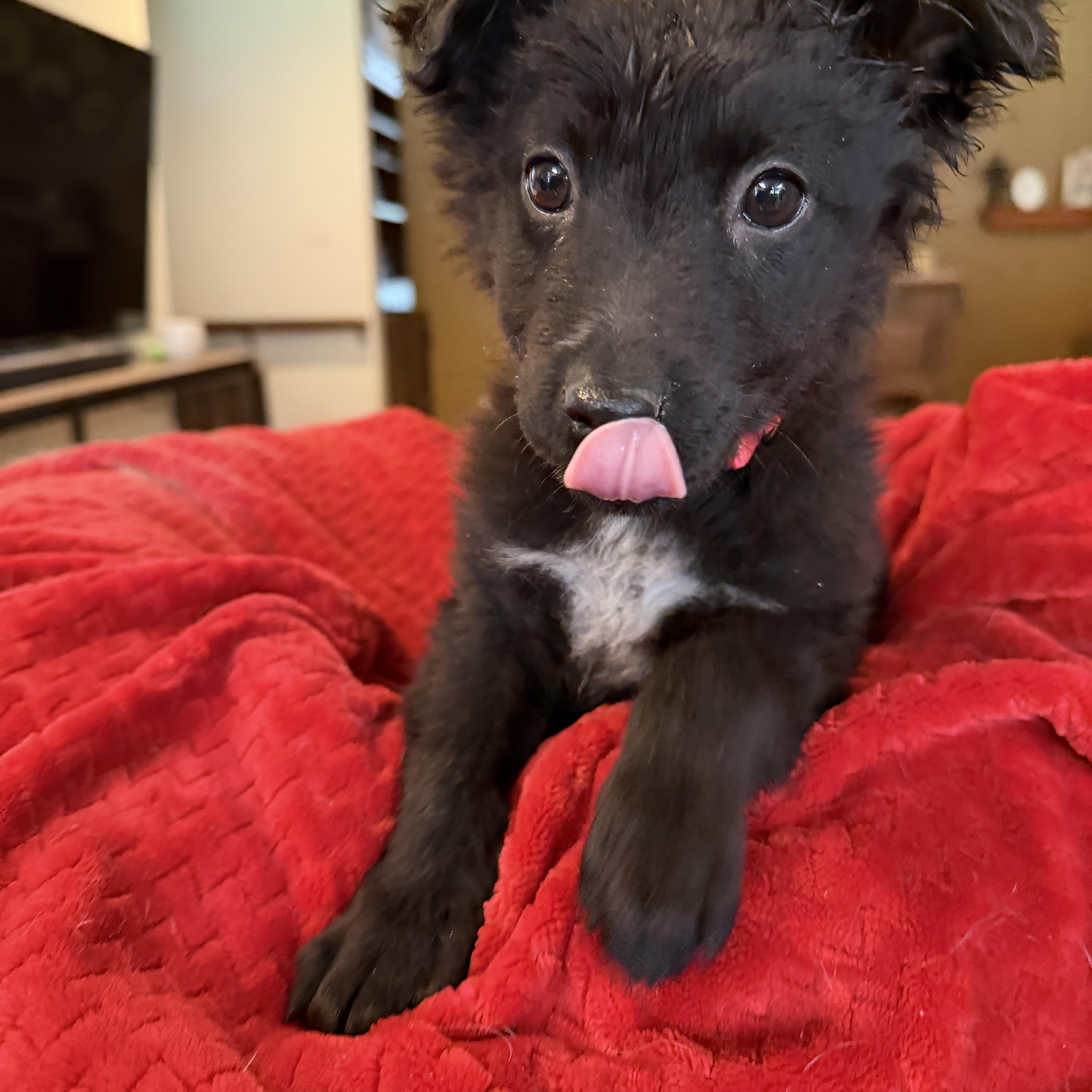 Bean, ADOPTABLE, Puppy Male Flat-Coated Retriever & Australian Kelpie.