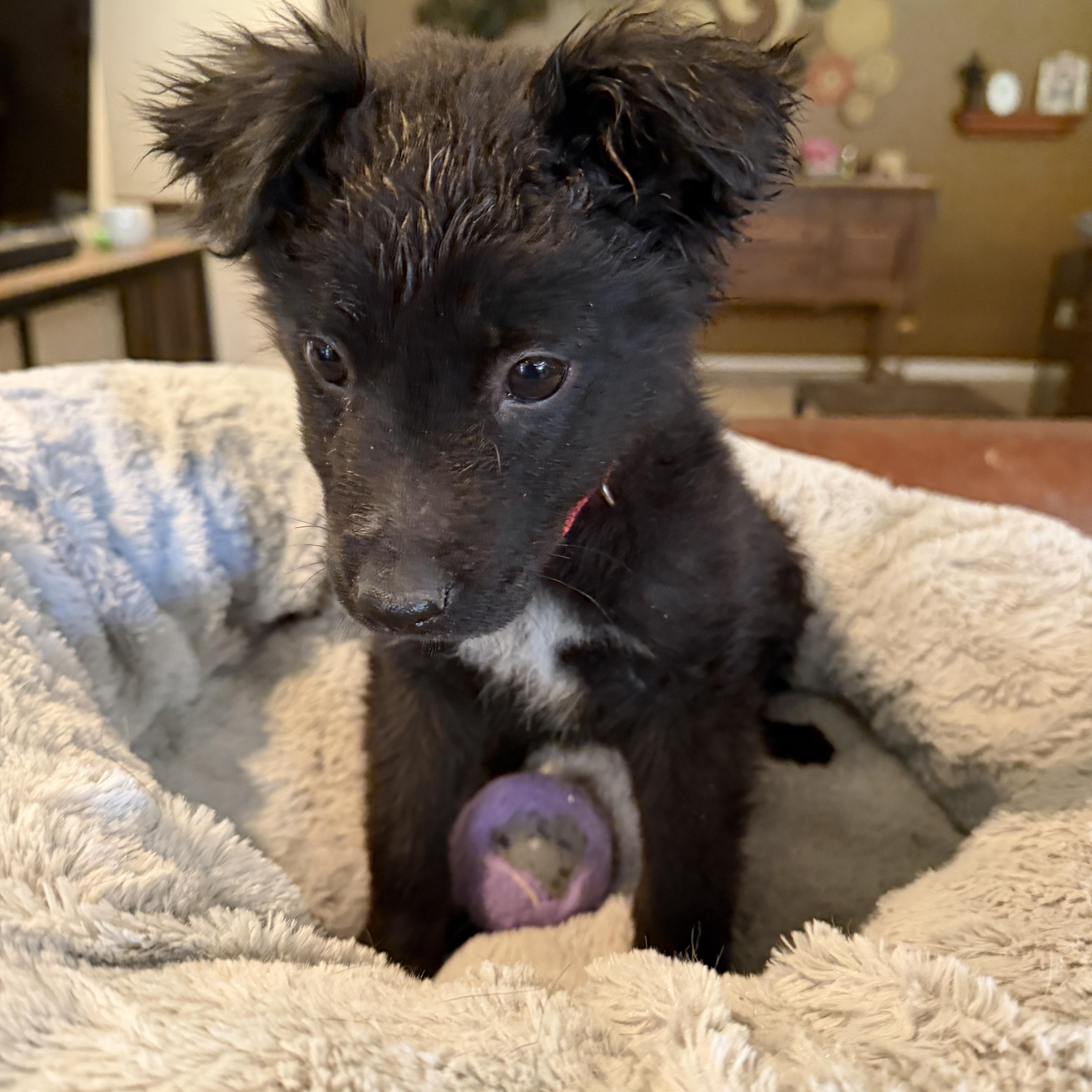 Enlarge Bean, a ADOPTABLE mixed breed in Gilbert, AZ image 3/5