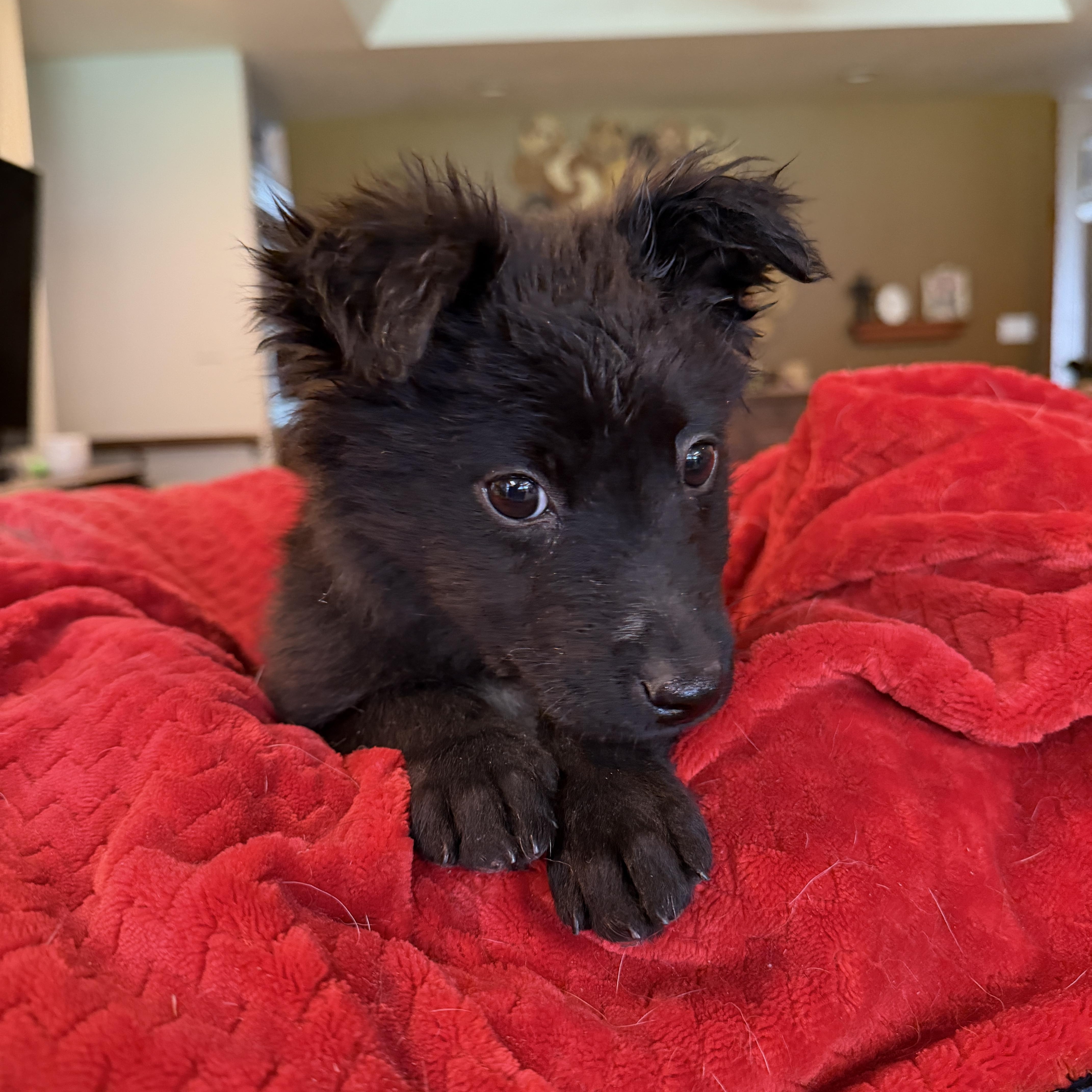 Enlarge Bean, a ADOPTABLE mixed breed in Gilbert, AZ image 2/5