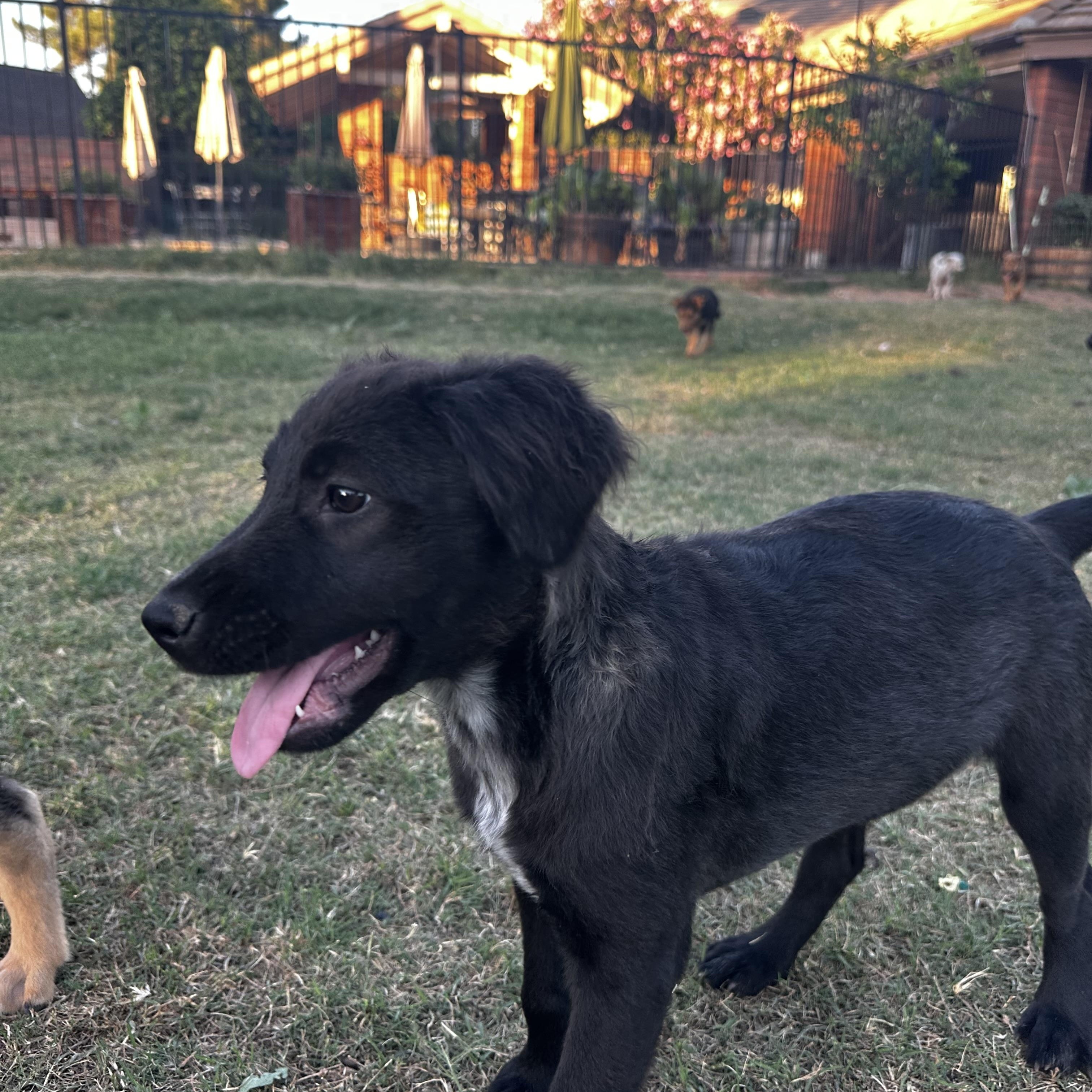 Enlarge Bean, a ADOPTABLE mixed breed in Gilbert, AZ image 6/6