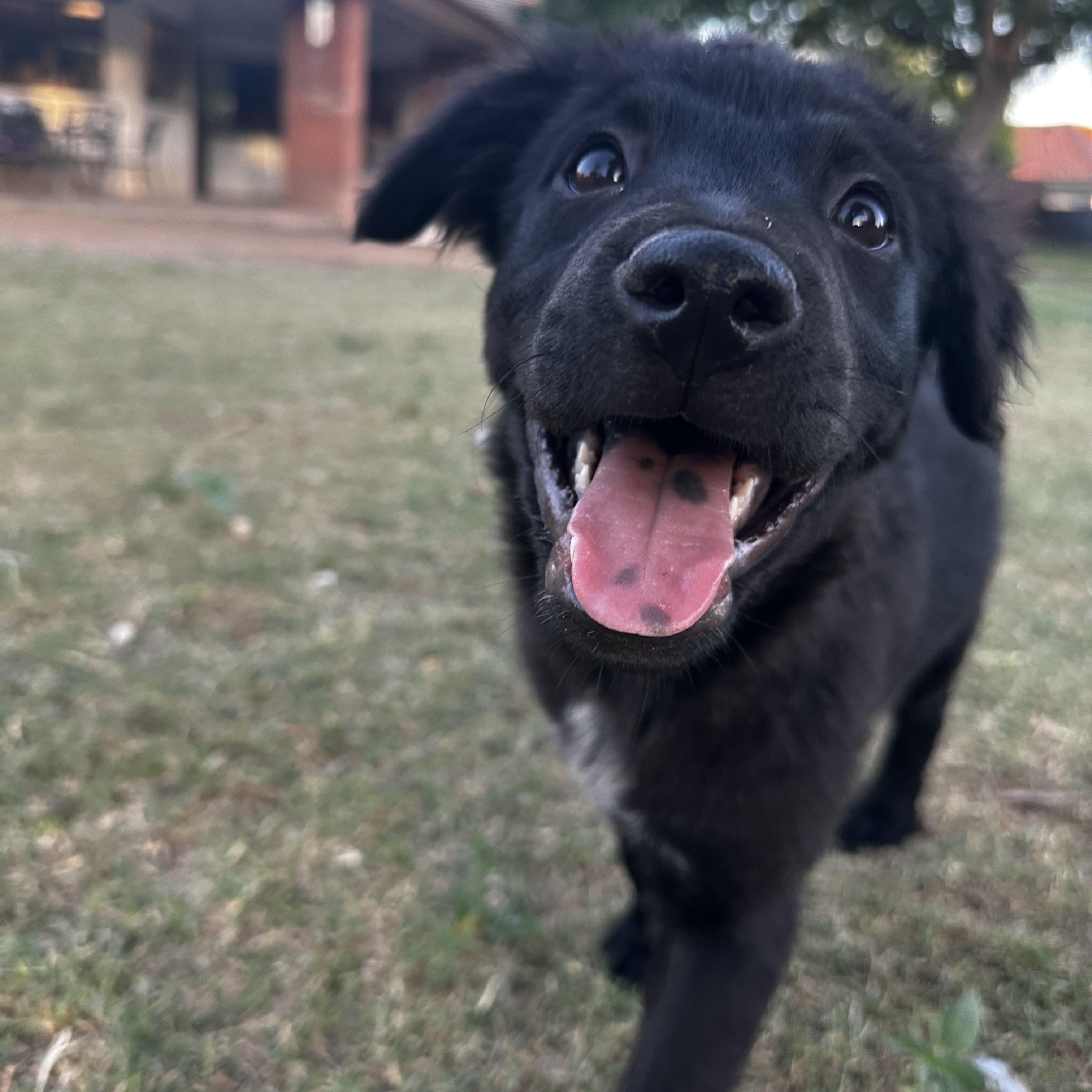 Enlarge Bean, a ADOPTABLE mixed breed in Gilbert, AZ image 3/6