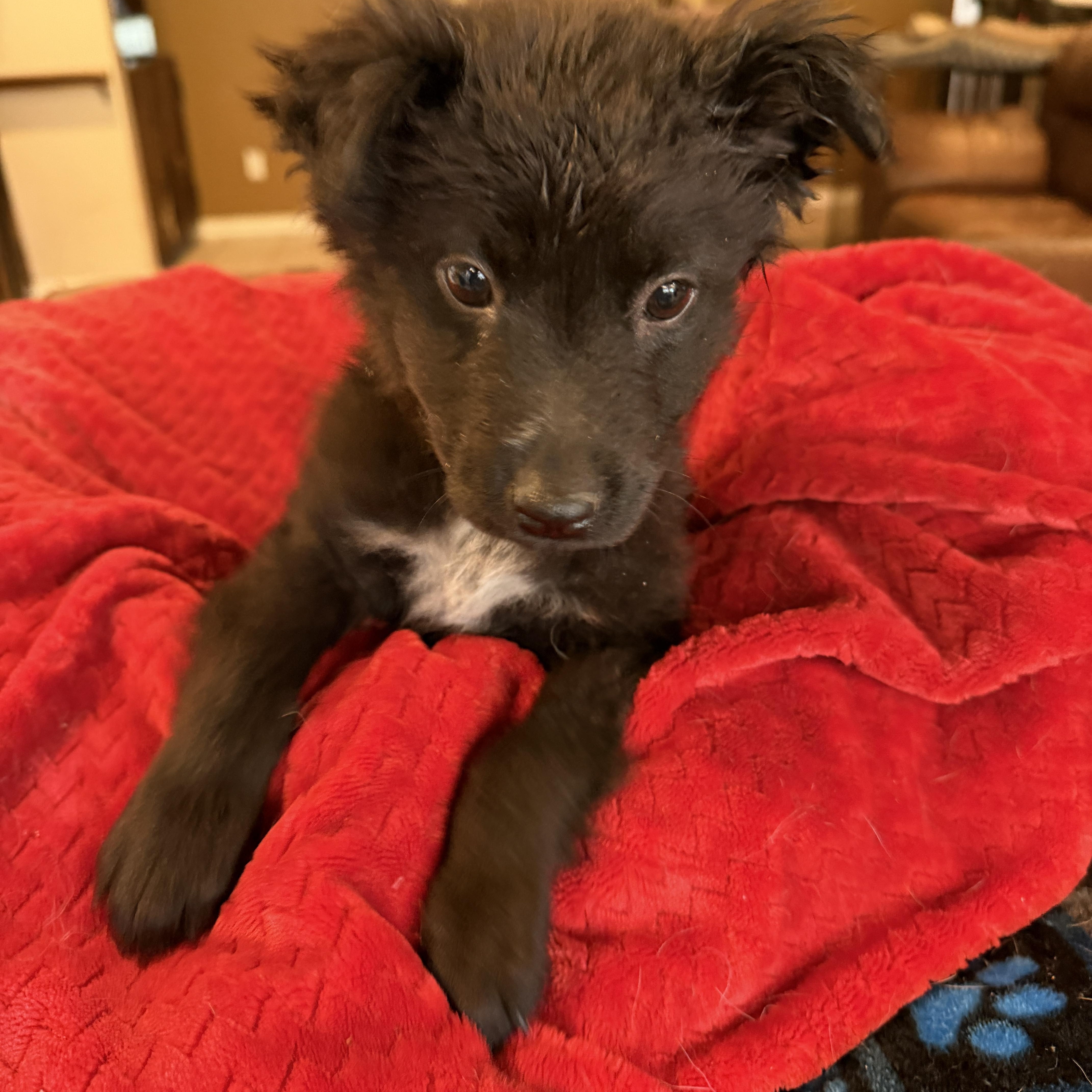 Enlarge Bean, a ADOPTABLE mixed breed in Gilbert, AZ image 4/5