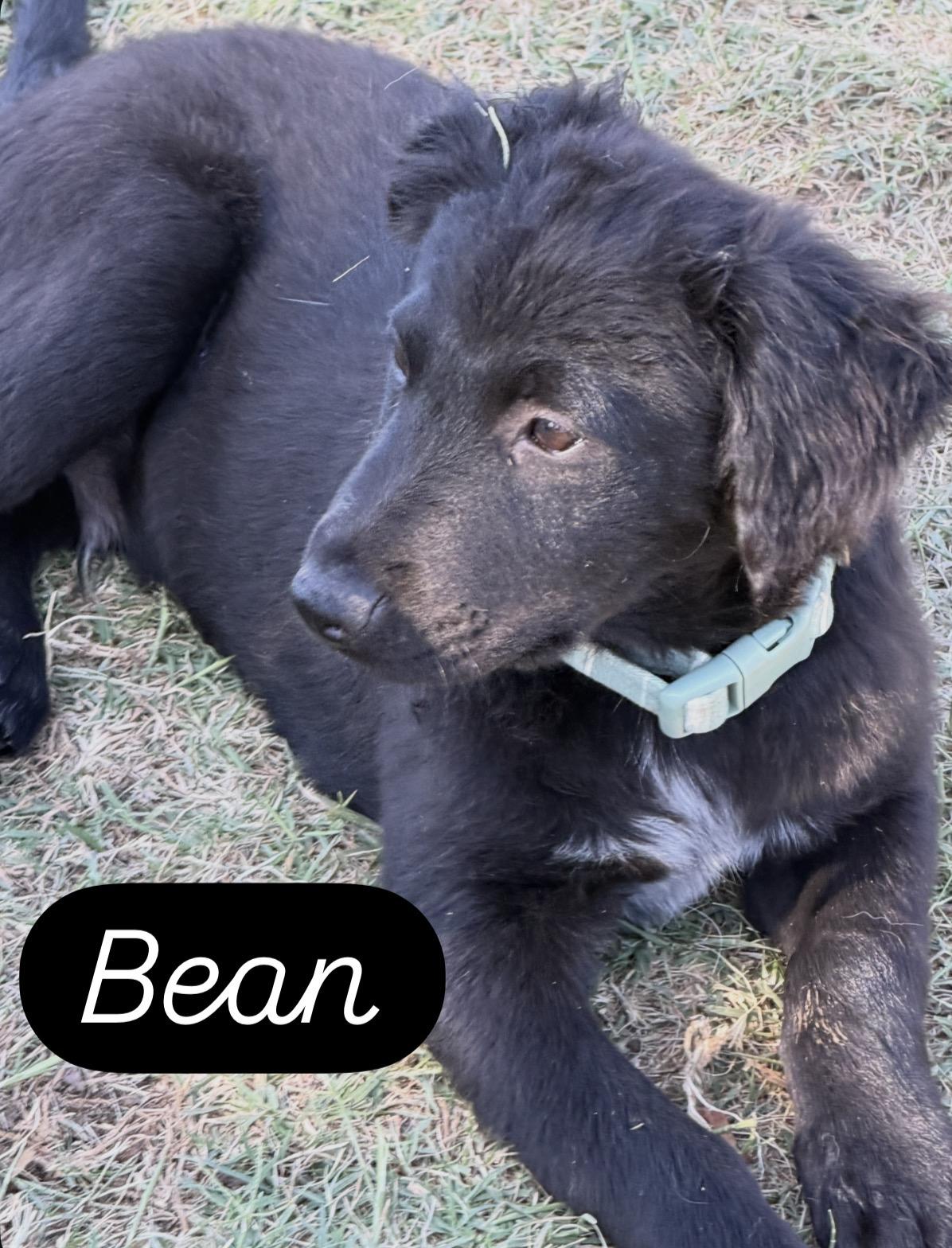 Bean, ADOPTABLE, Puppy Male Black Labrador Retriever & Flat-Coated Retriever.