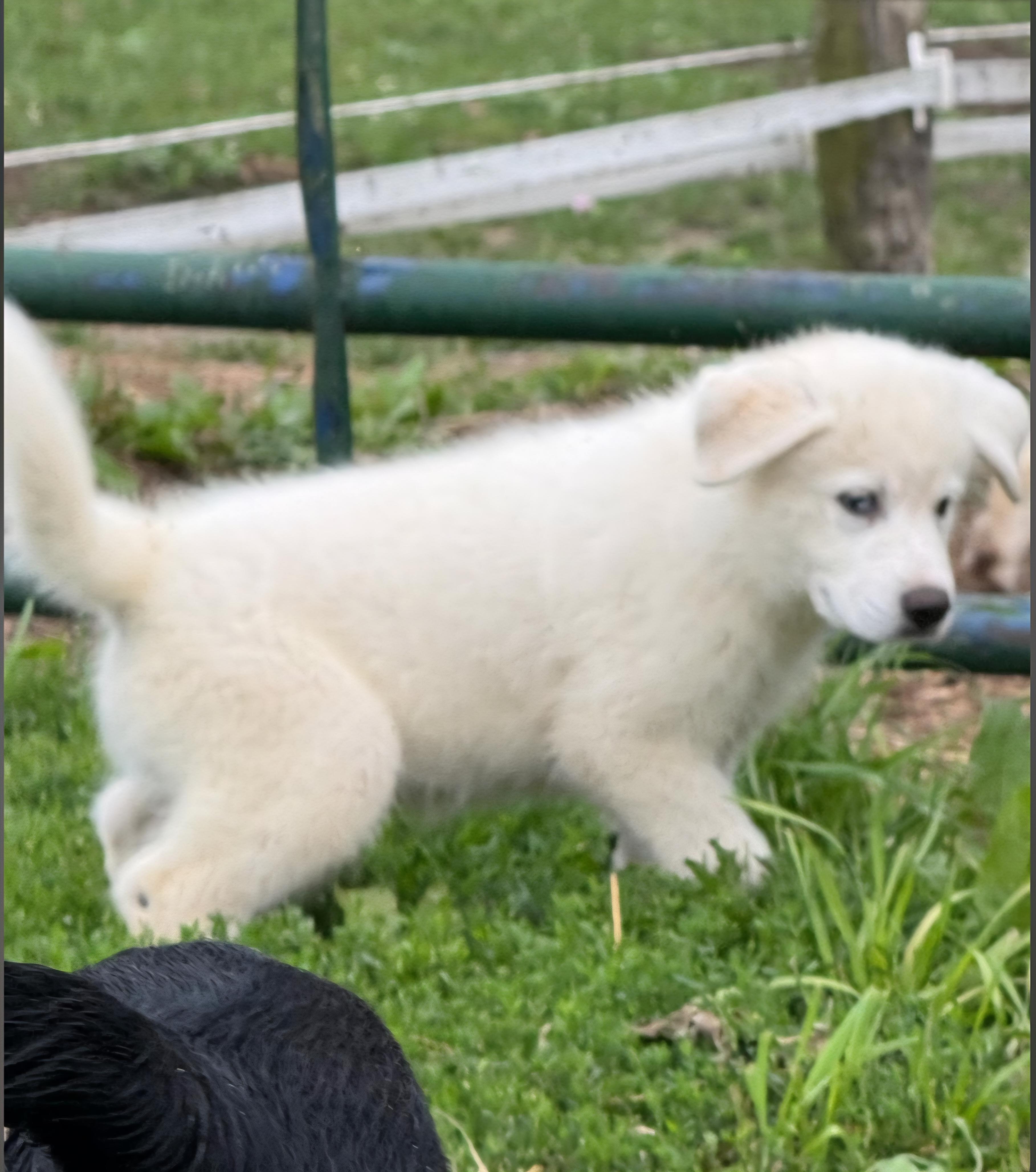 Hercules, ADOPTABLE, Puppy Male Great Pyrenees.