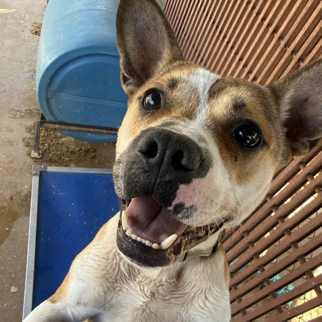 Pistol, a Adoptable mixed breed in Stephenville, TX image 2/3