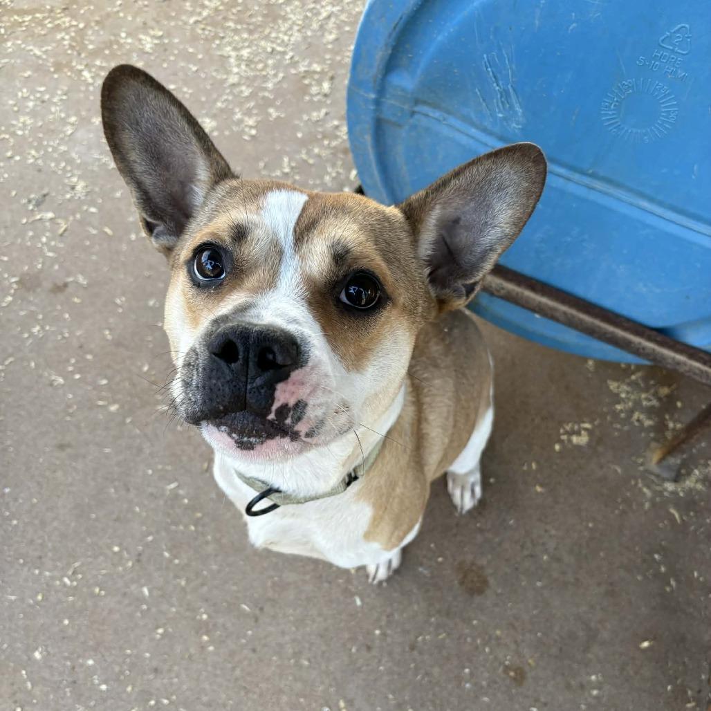 Pistol, a Adoptable mixed breed in Stephenville, TX image 3/3