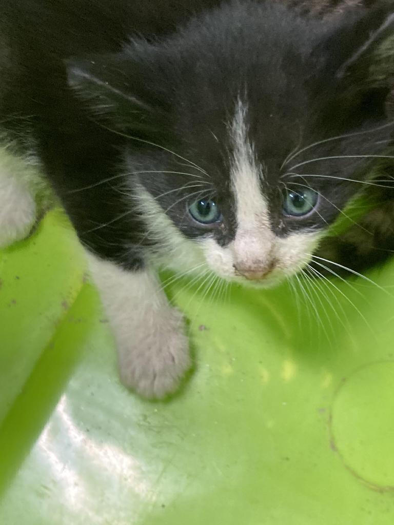 Wool, Adoptable, Kitten Male Domestic Short Hair.