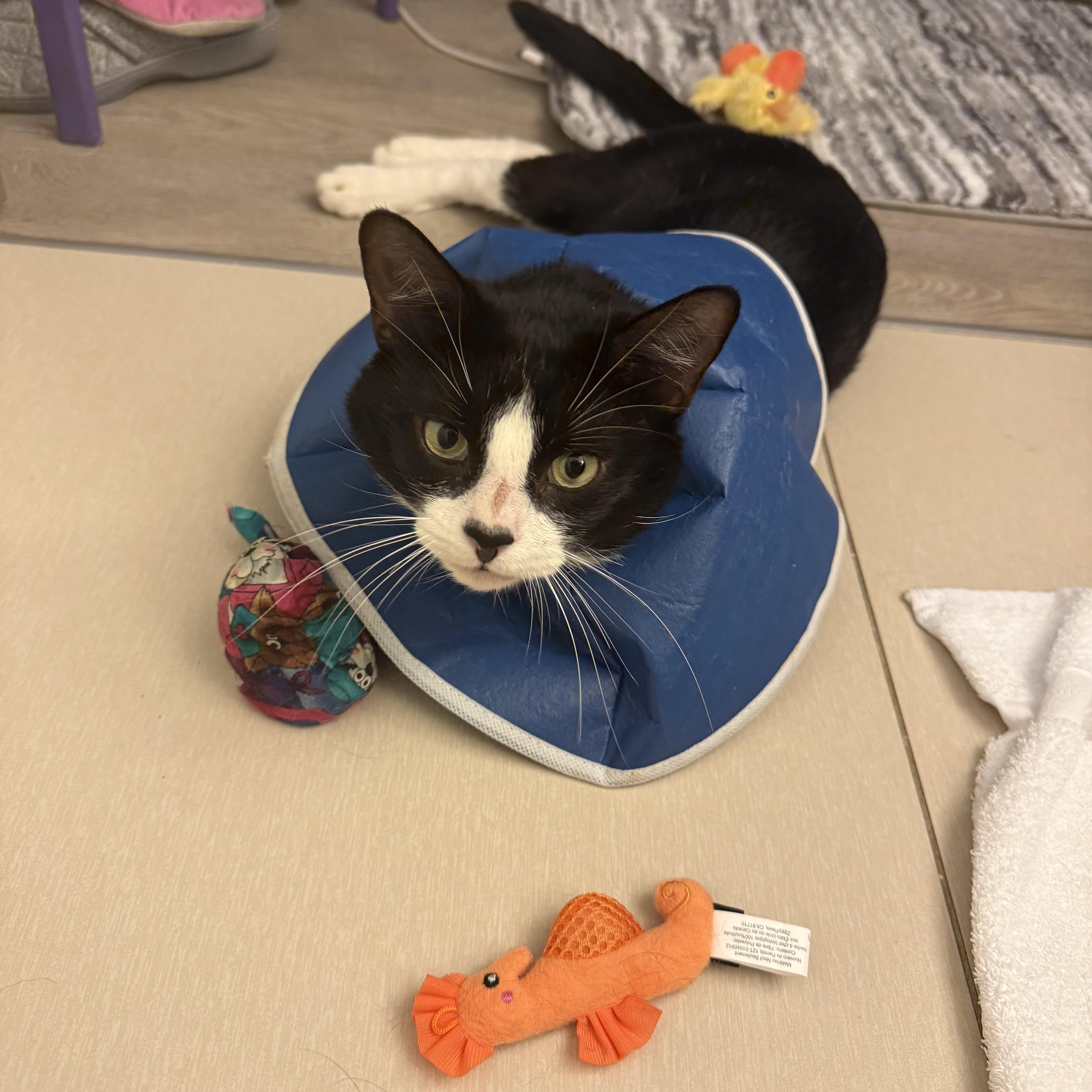Milo, an adopted Domestic Short Hair in Beltsville, MD image 4/5