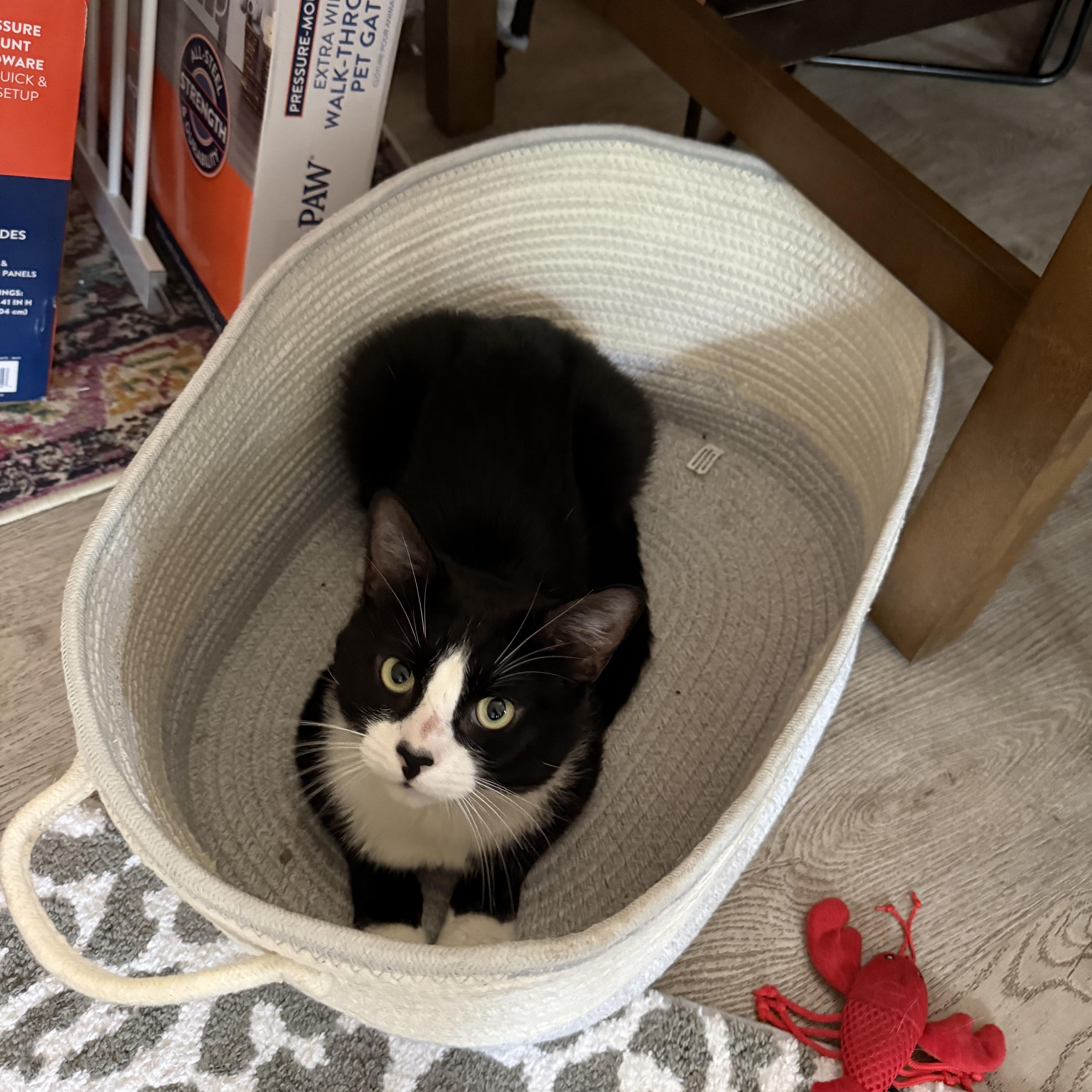 Milo, adopted, Young Male Domestic Short Hair.