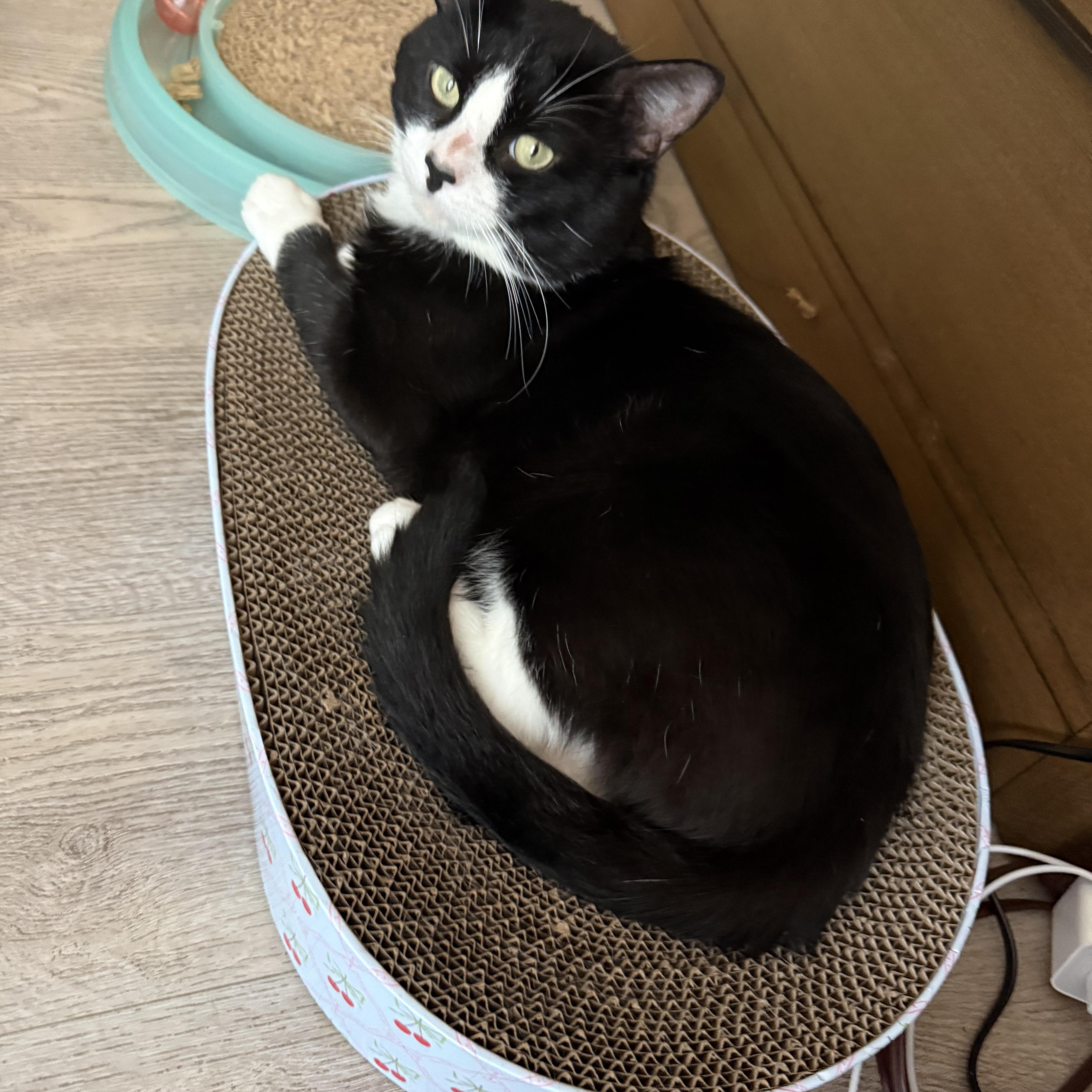Milo, an adopted Domestic Short Hair in Beltsville, MD image 3/5