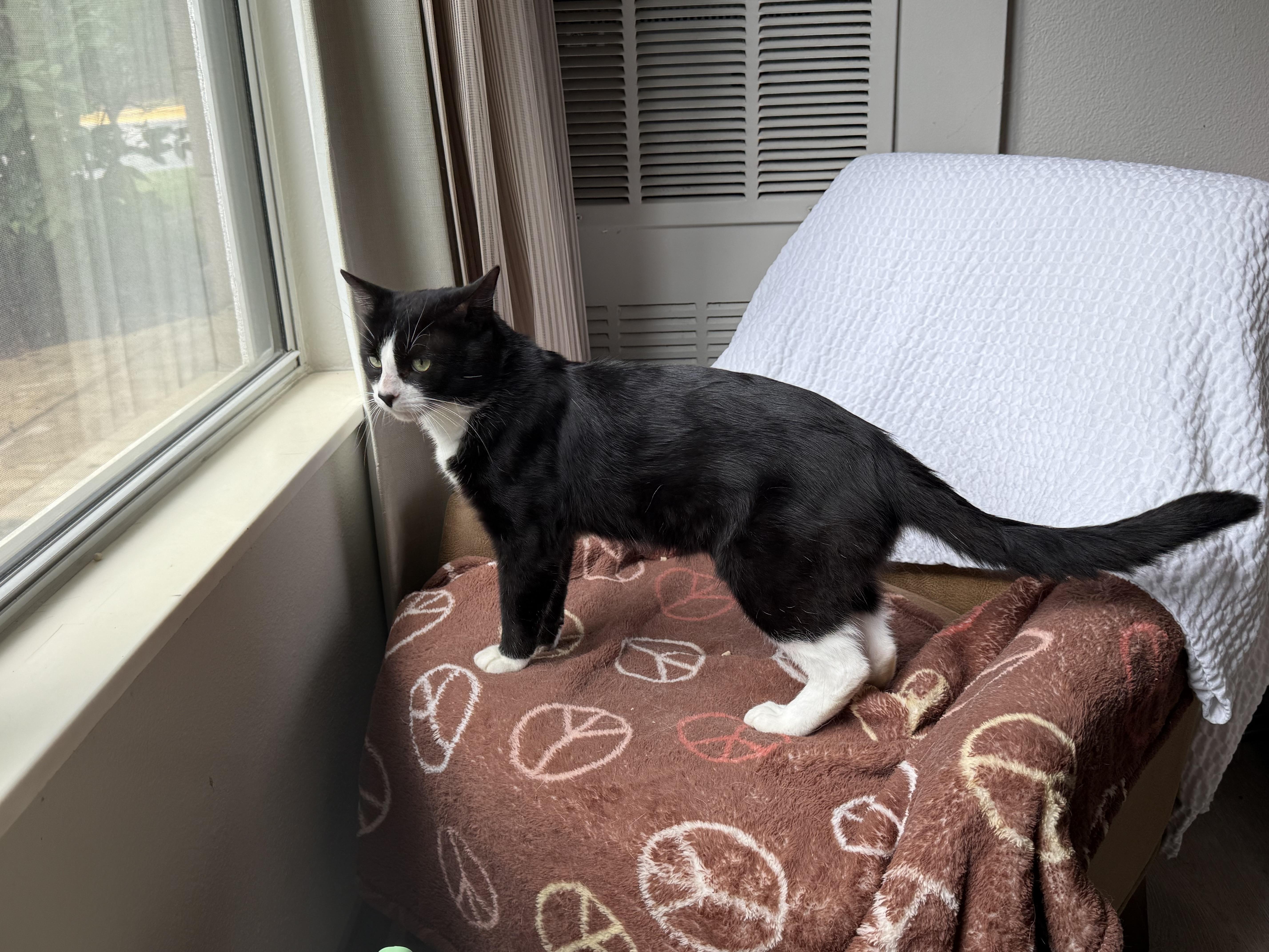 Milo, an adopted Domestic Short Hair in Beltsville, MD image 2/5